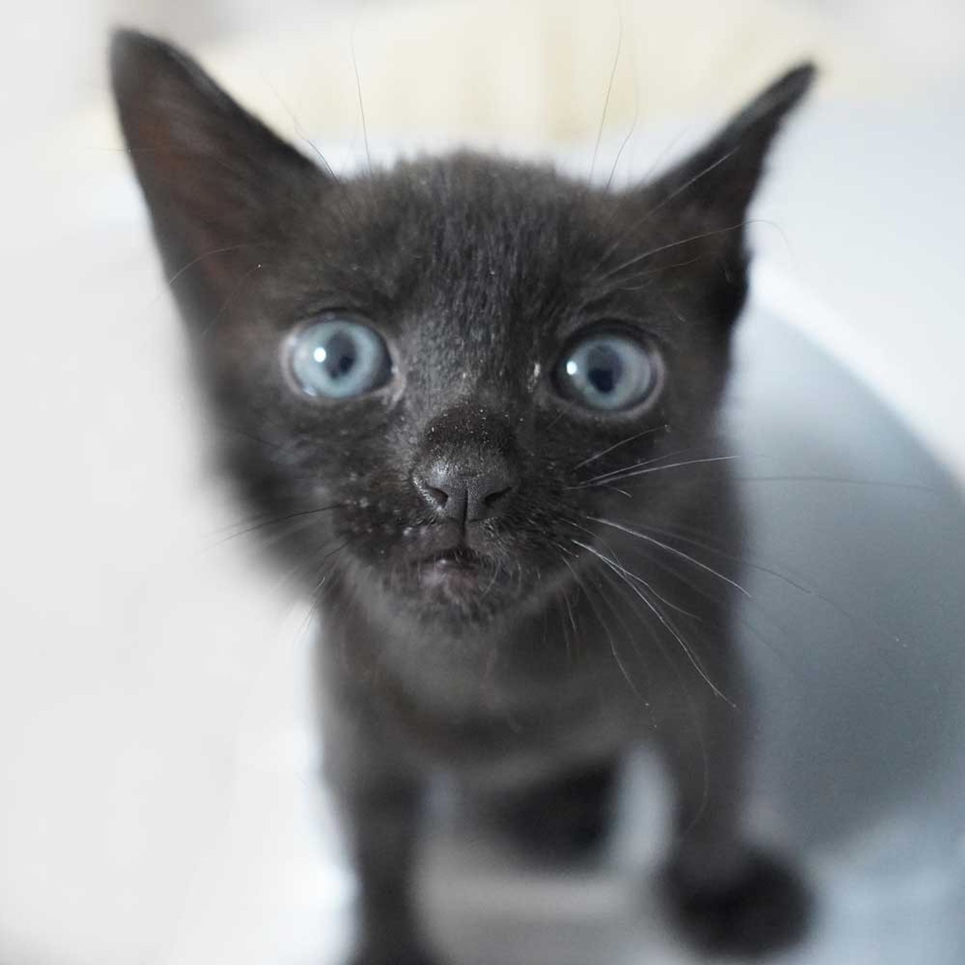 雑種（ミックス猫）・メスの里親募集の写真