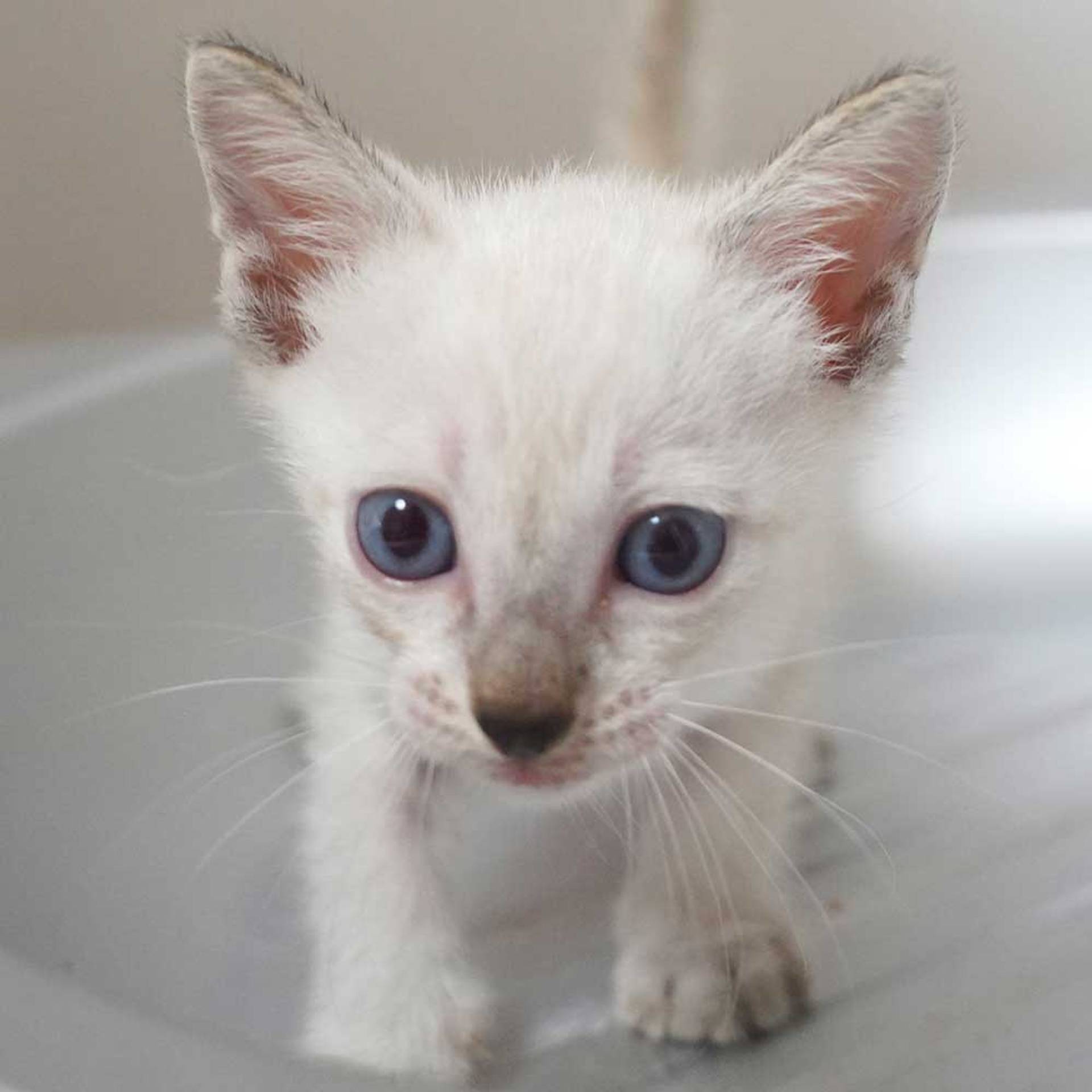 雑種（ミックス猫）・オスの里親募集の写真