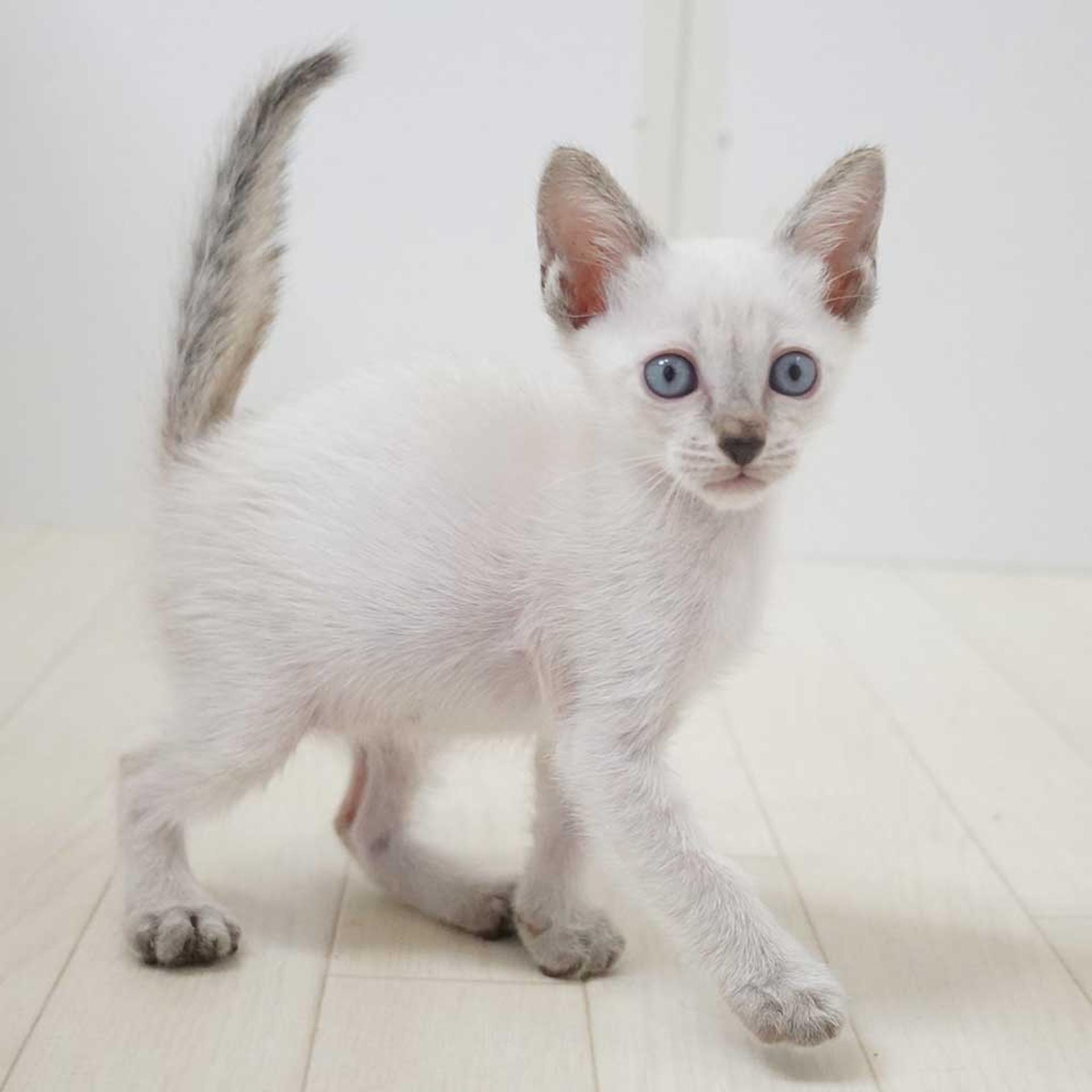 pet-image-3