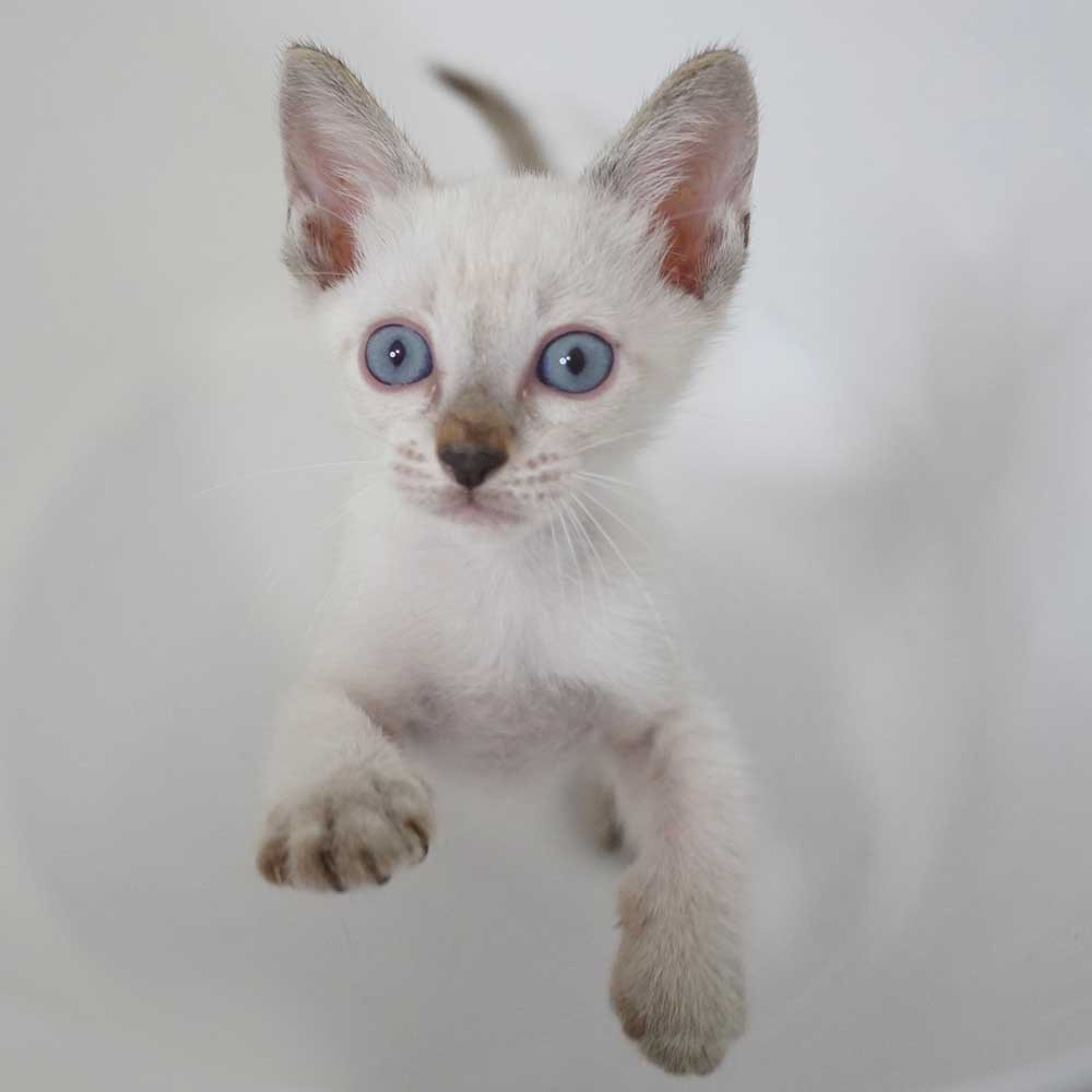 pet-image-4