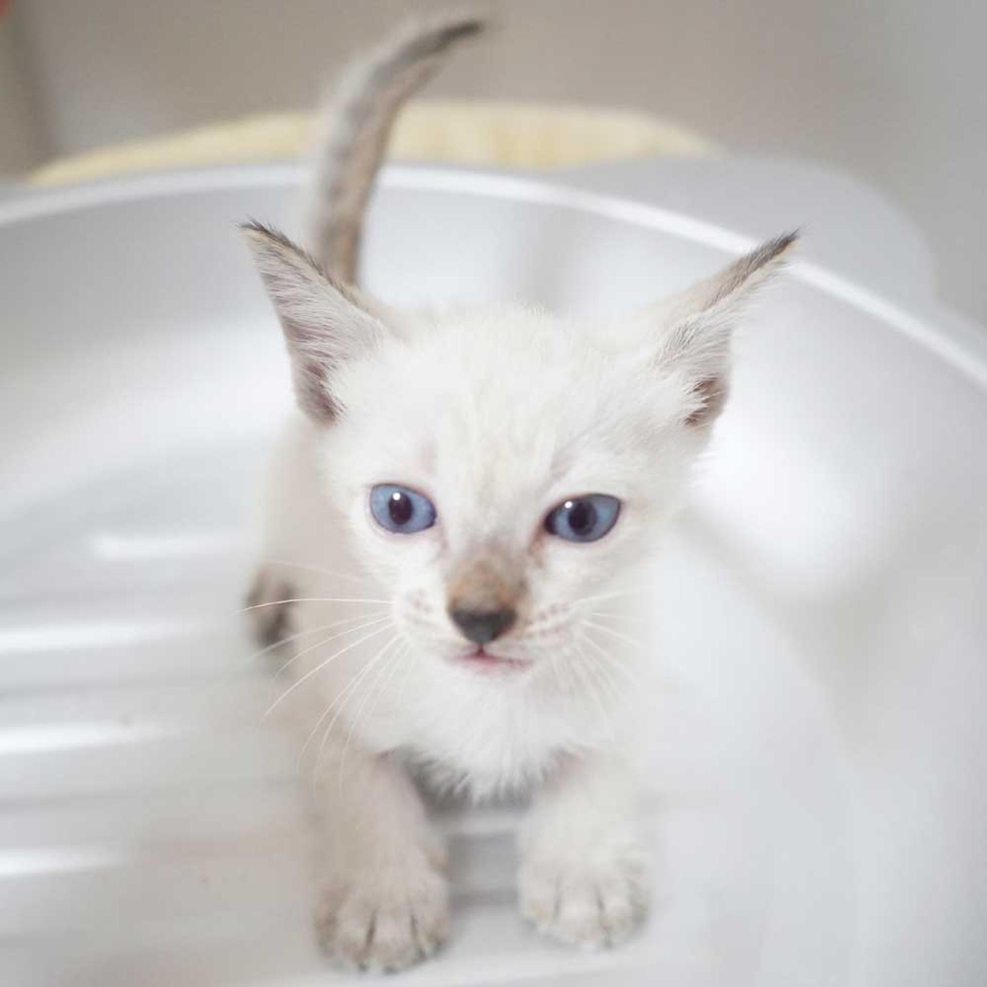pet-image-6