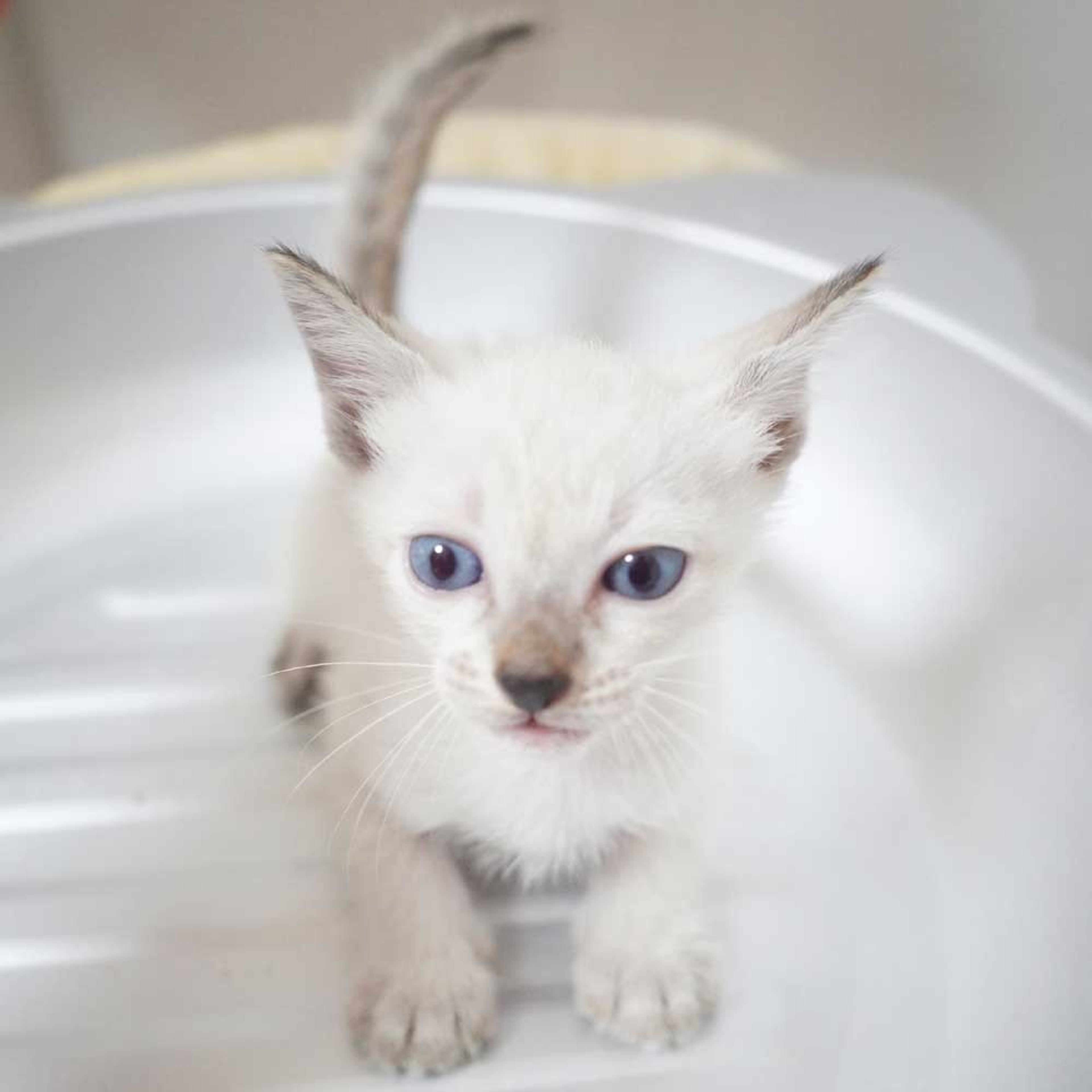 pet-image-6