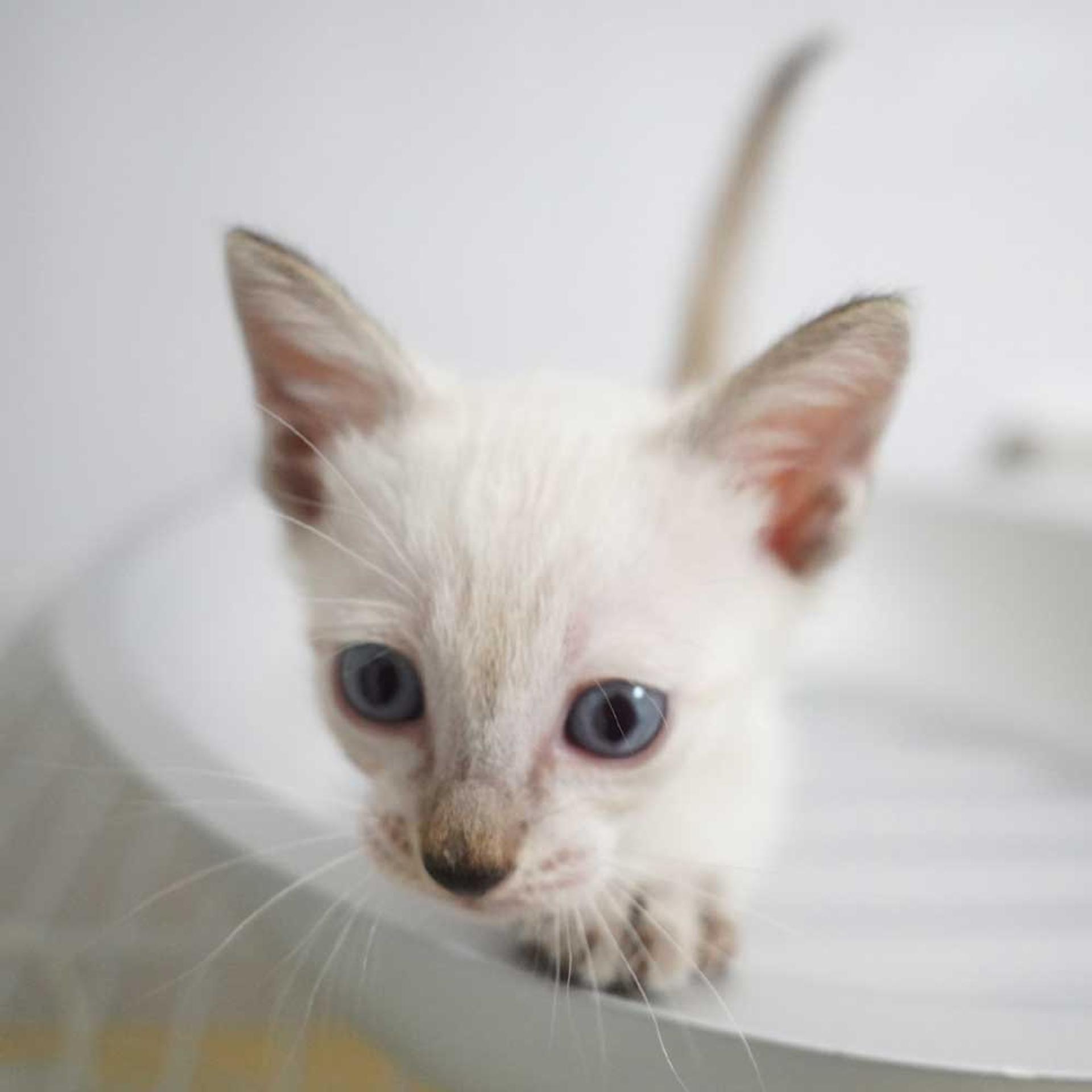 pet-image-7