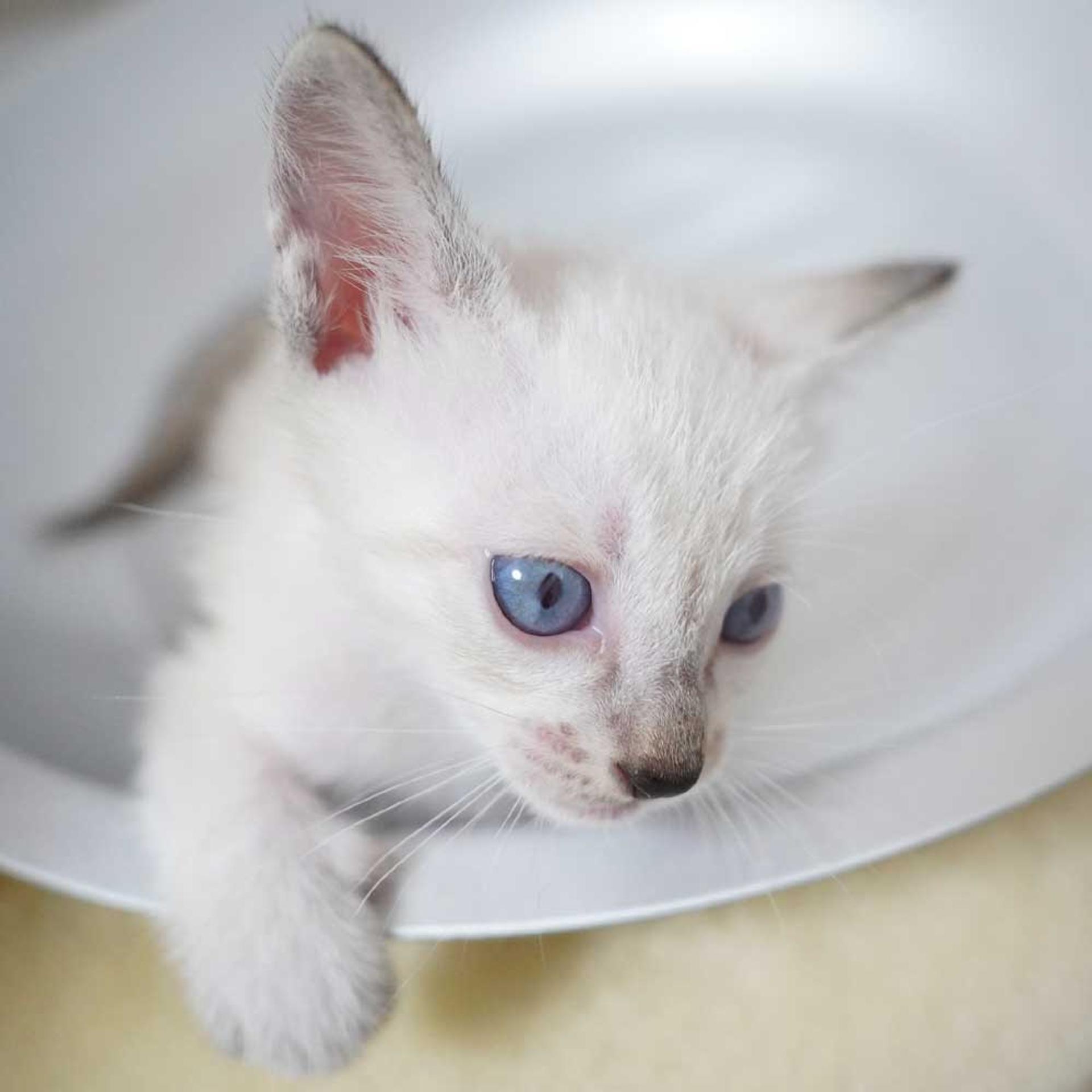 pet-image-8