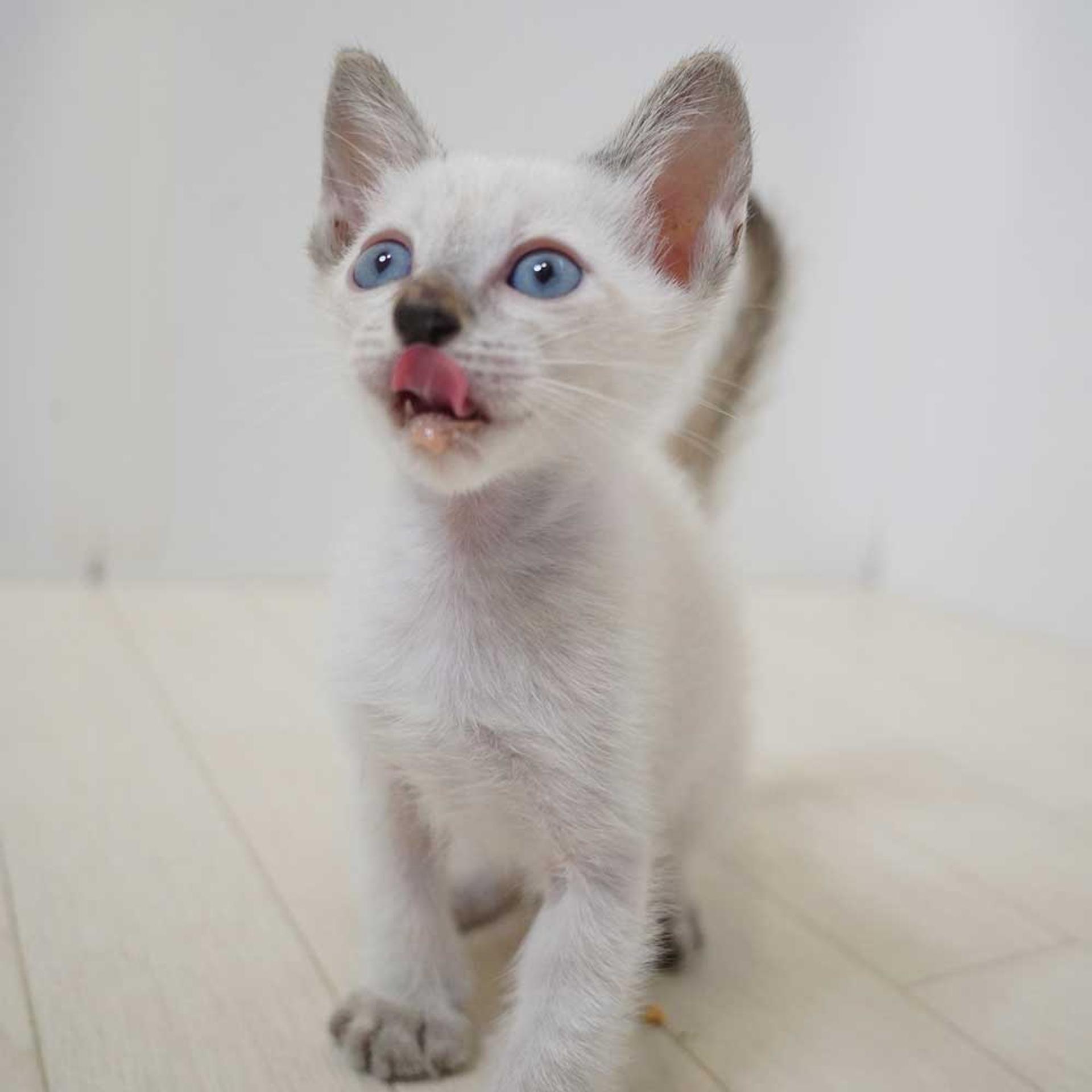 pet-image-9