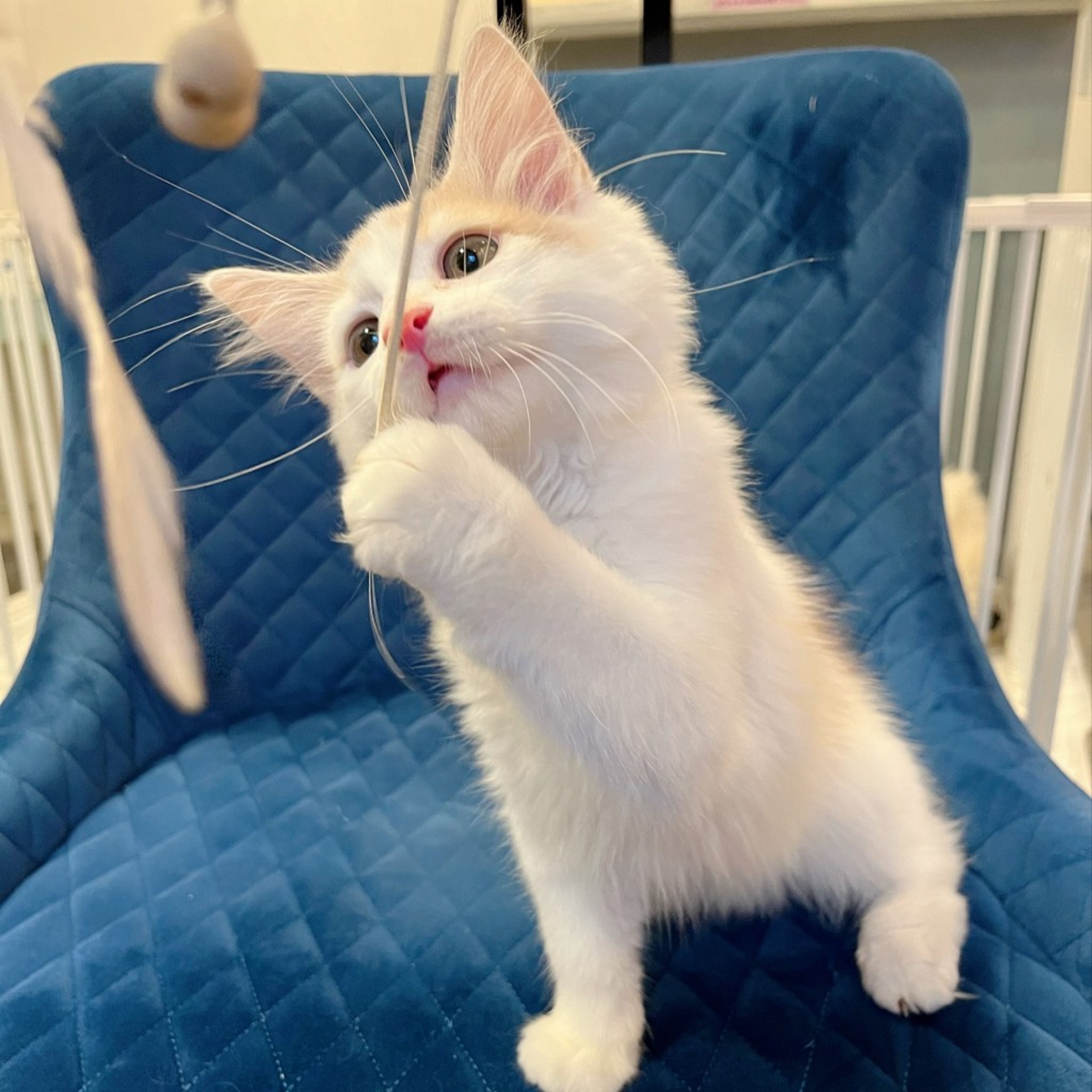 pet-image-3