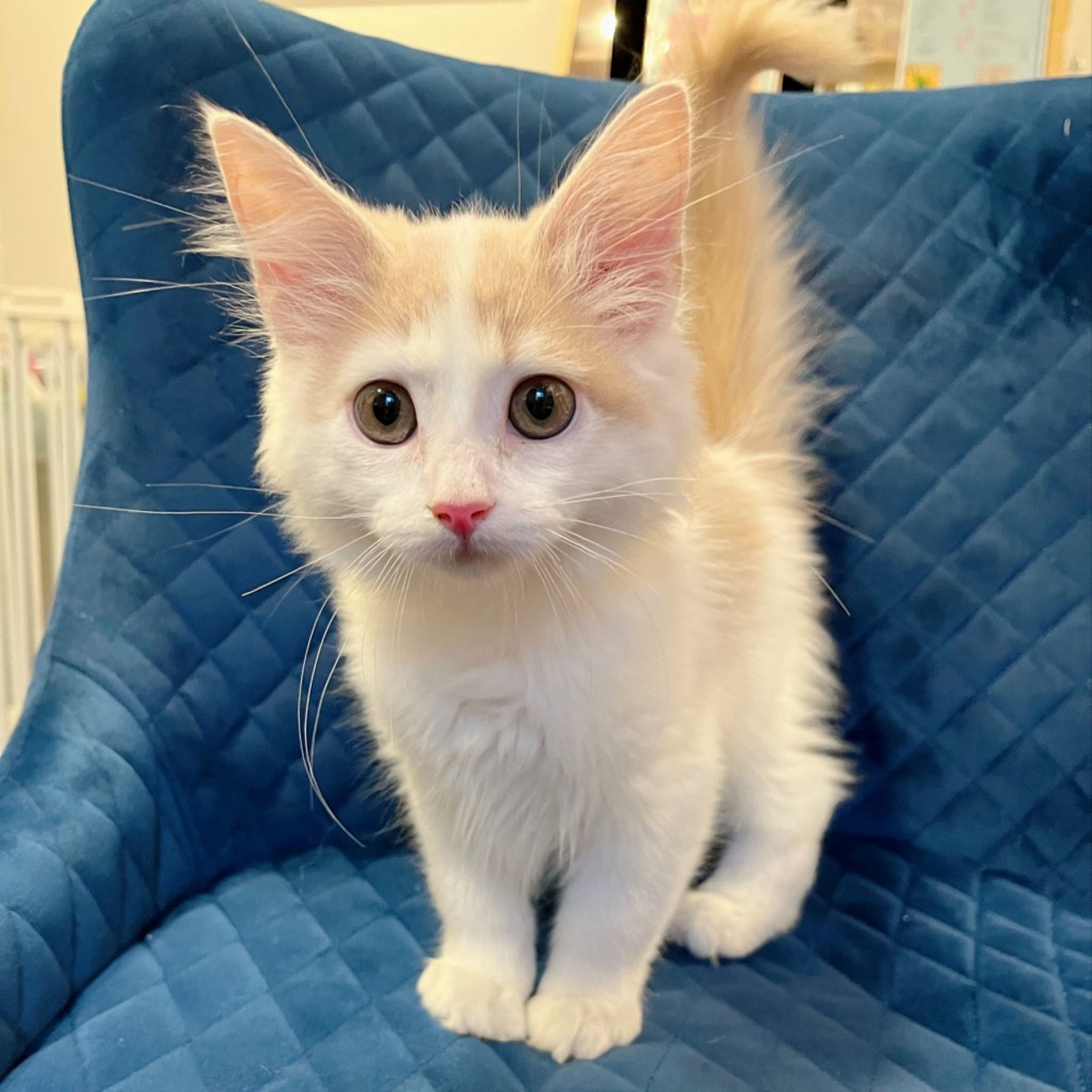pet-image-4