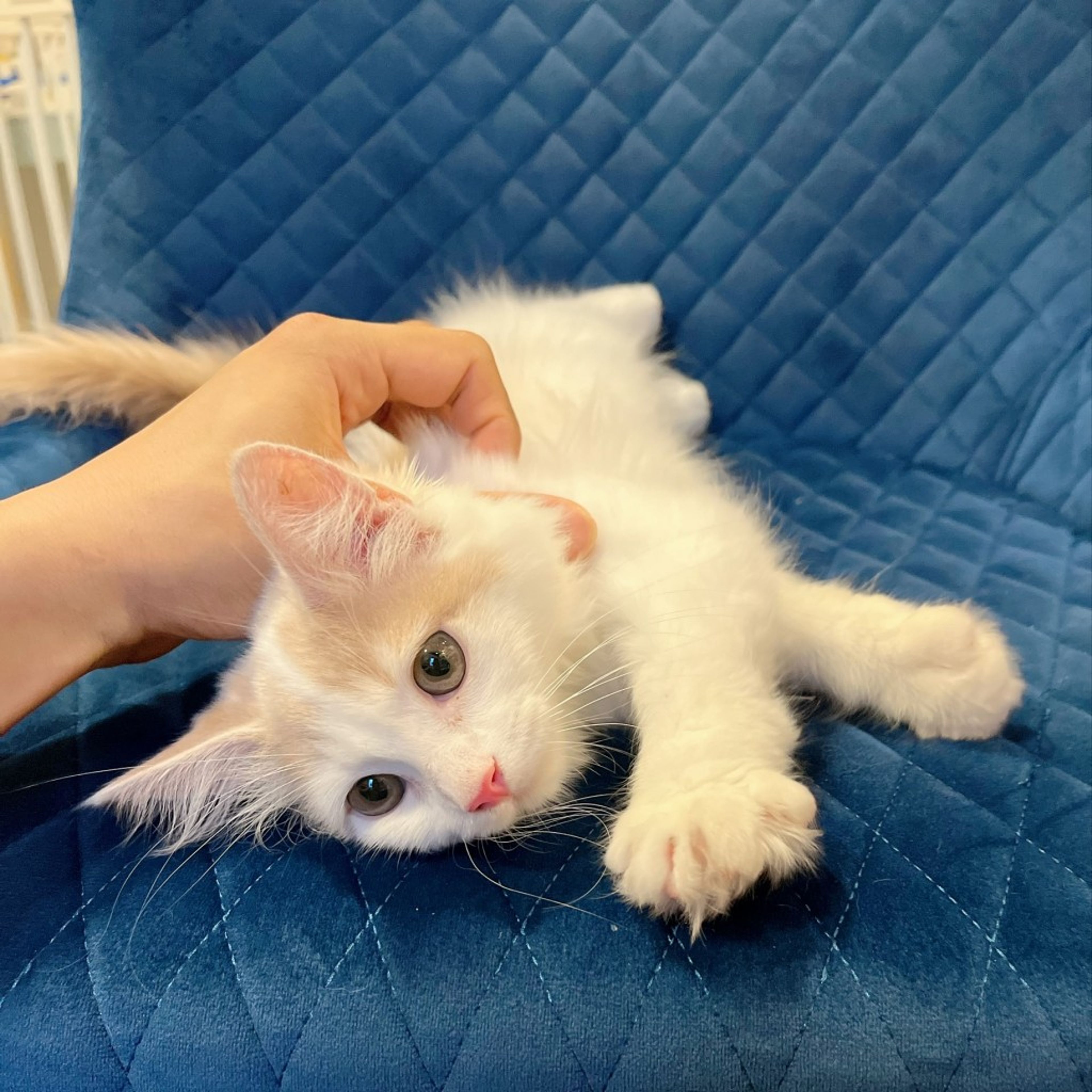 pet-image-5