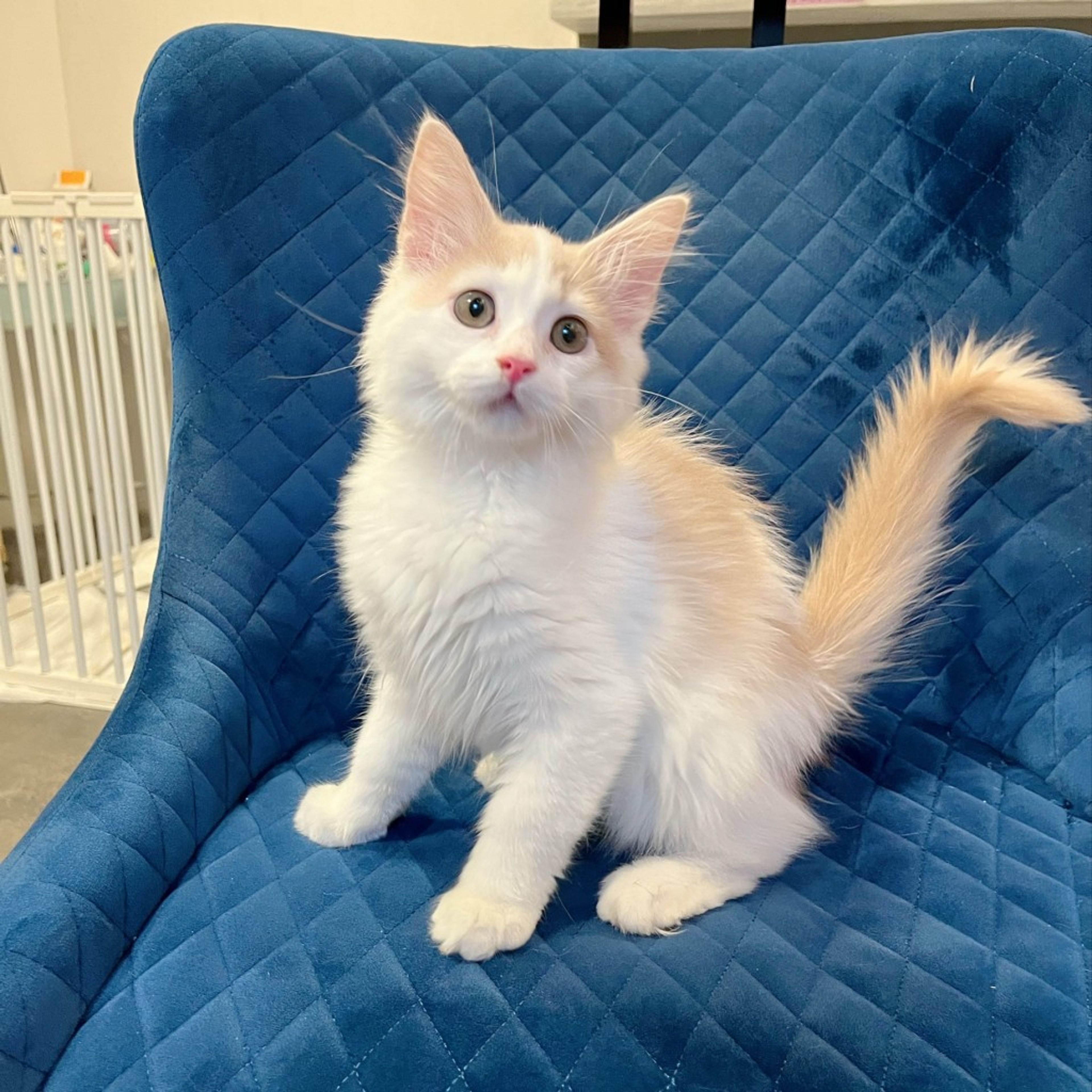 pet-image-6