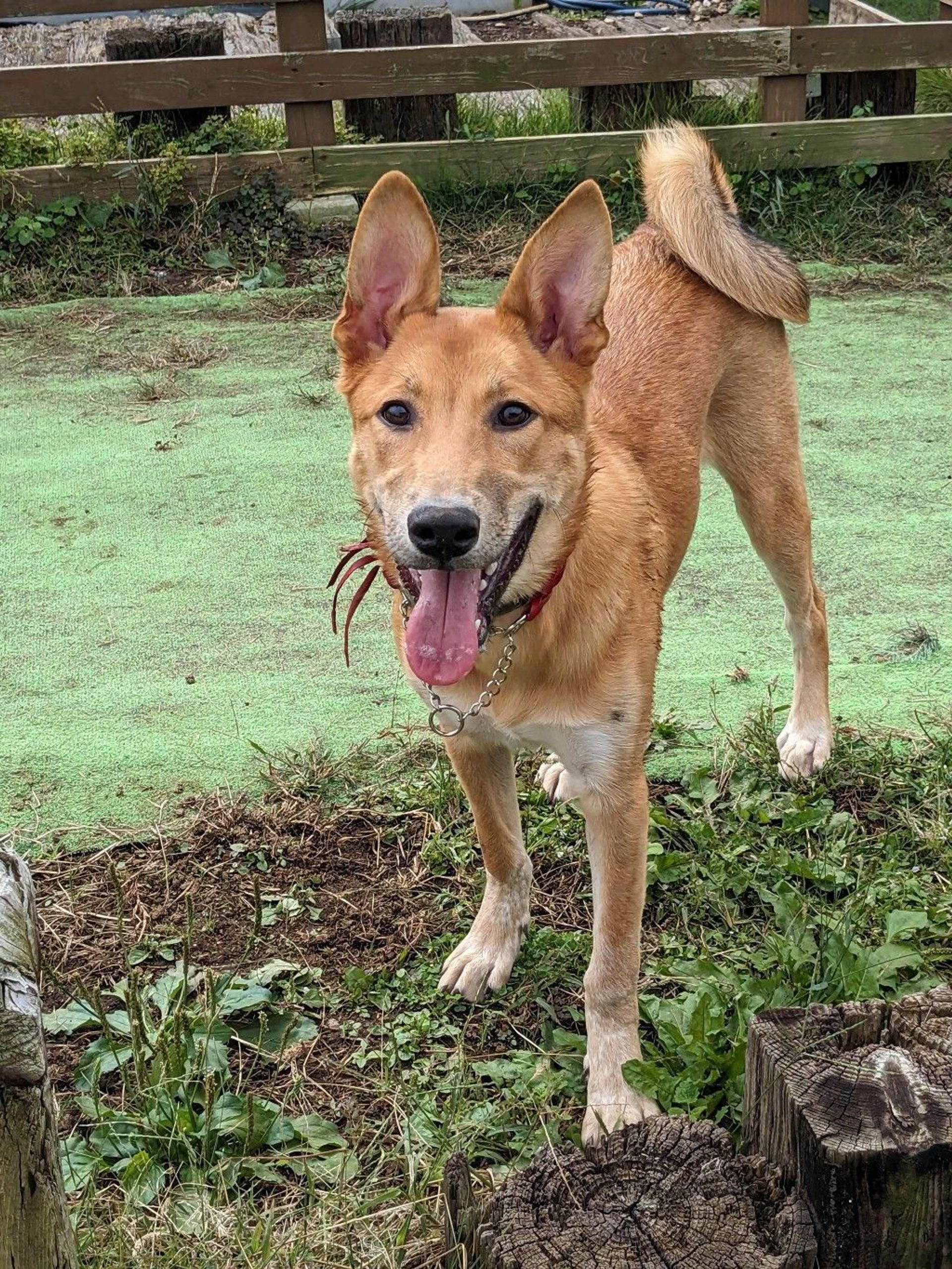 雑種（ミックス犬）・メスの里親募集の写真