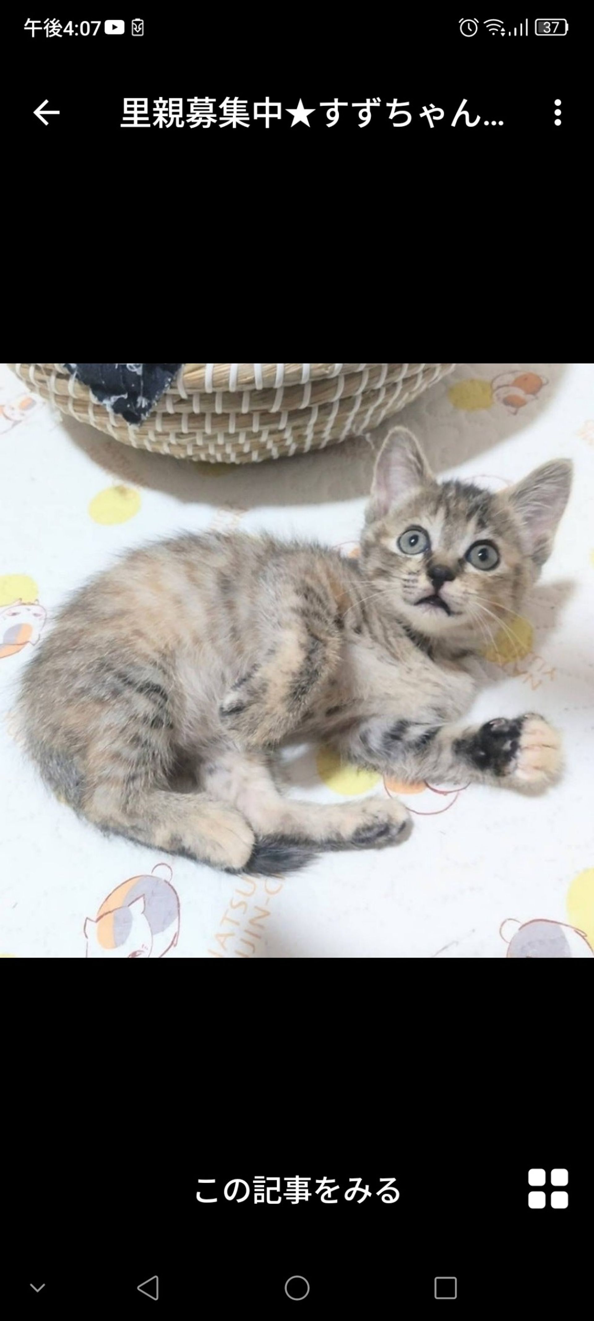 雑種（ミックス猫）・メスの里親募集の写真