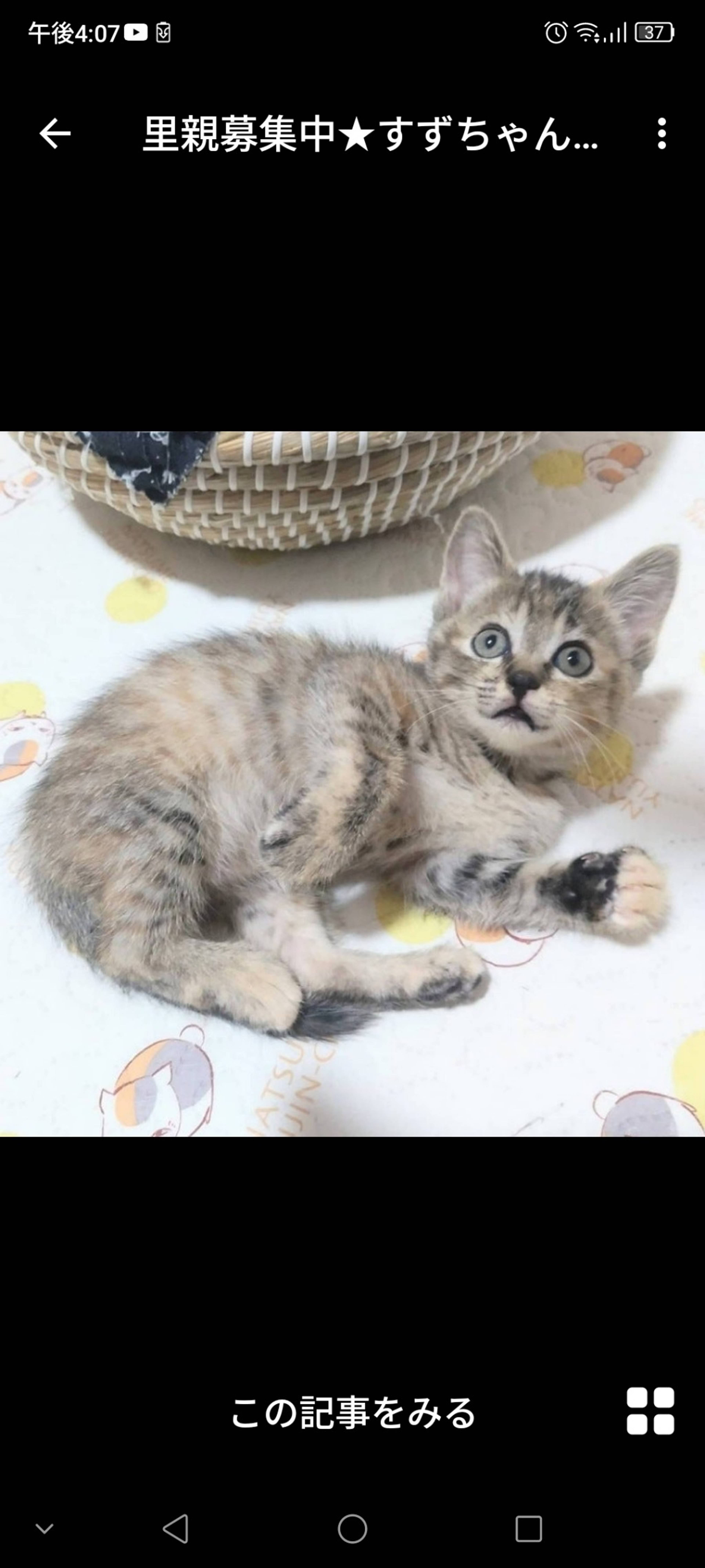 雑種（ミックス猫）・メスの里親募集の写真