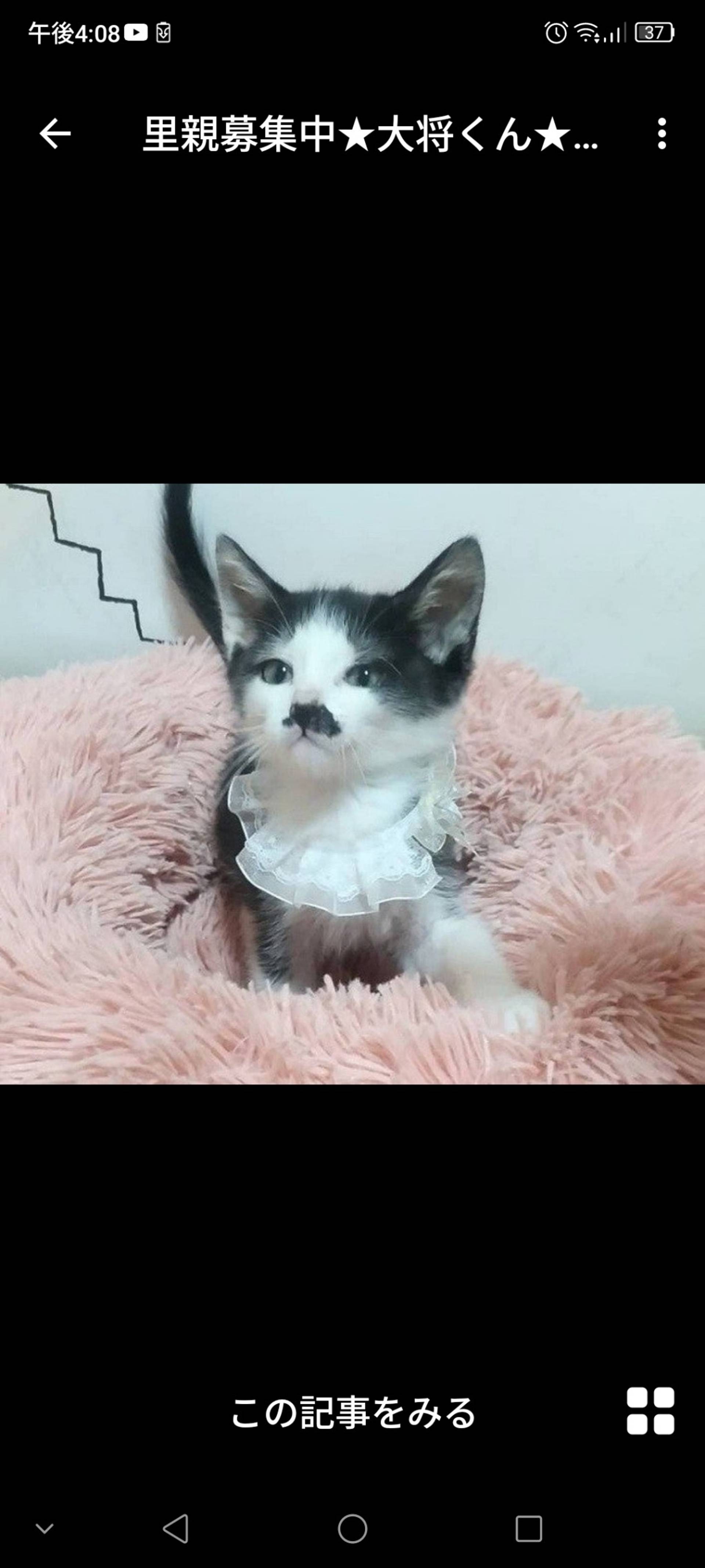 雑種（ミックス猫）・オスの里親募集の写真