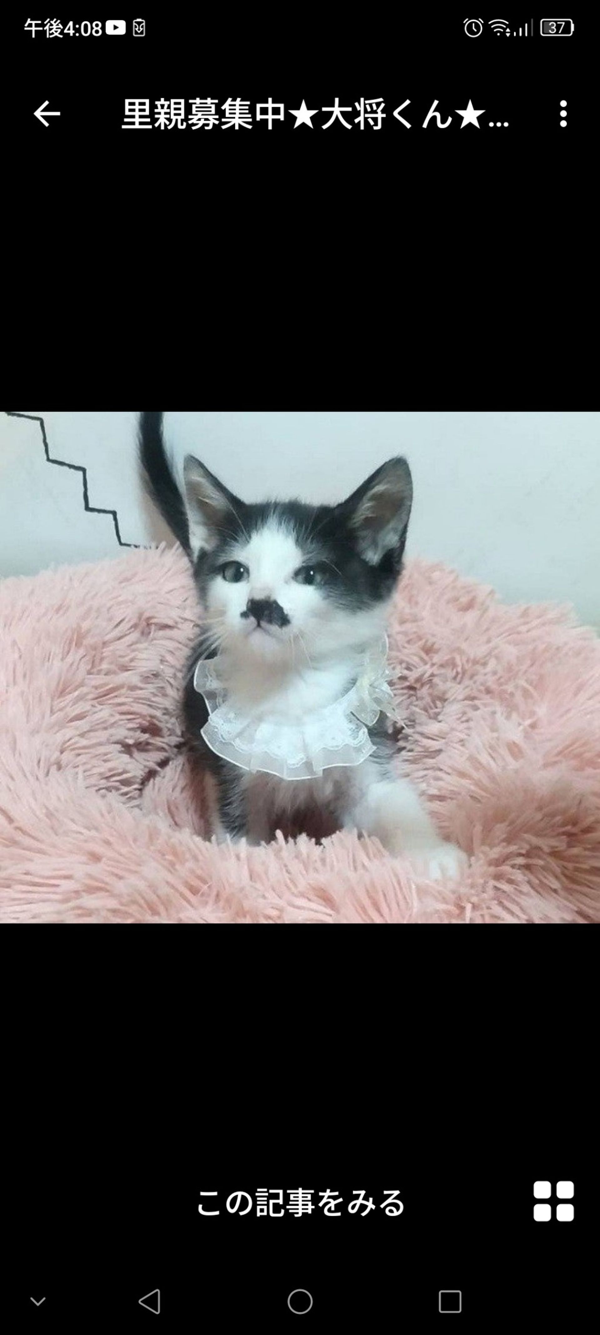 雑種（ミックス猫）・オスの里親募集の写真