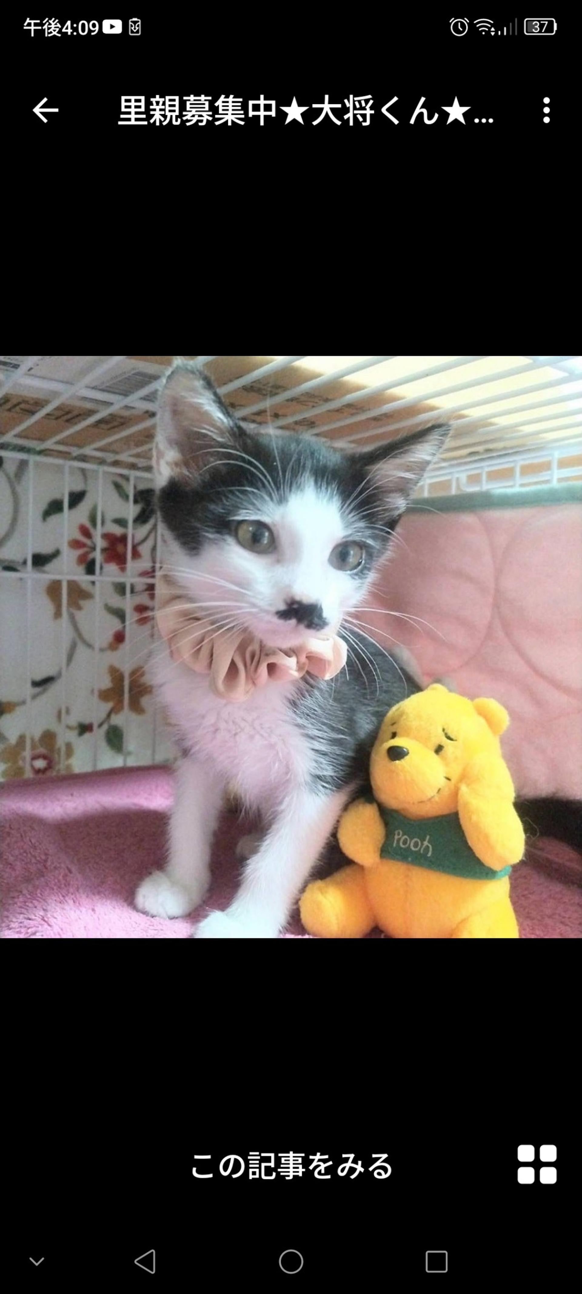 pet-image-2