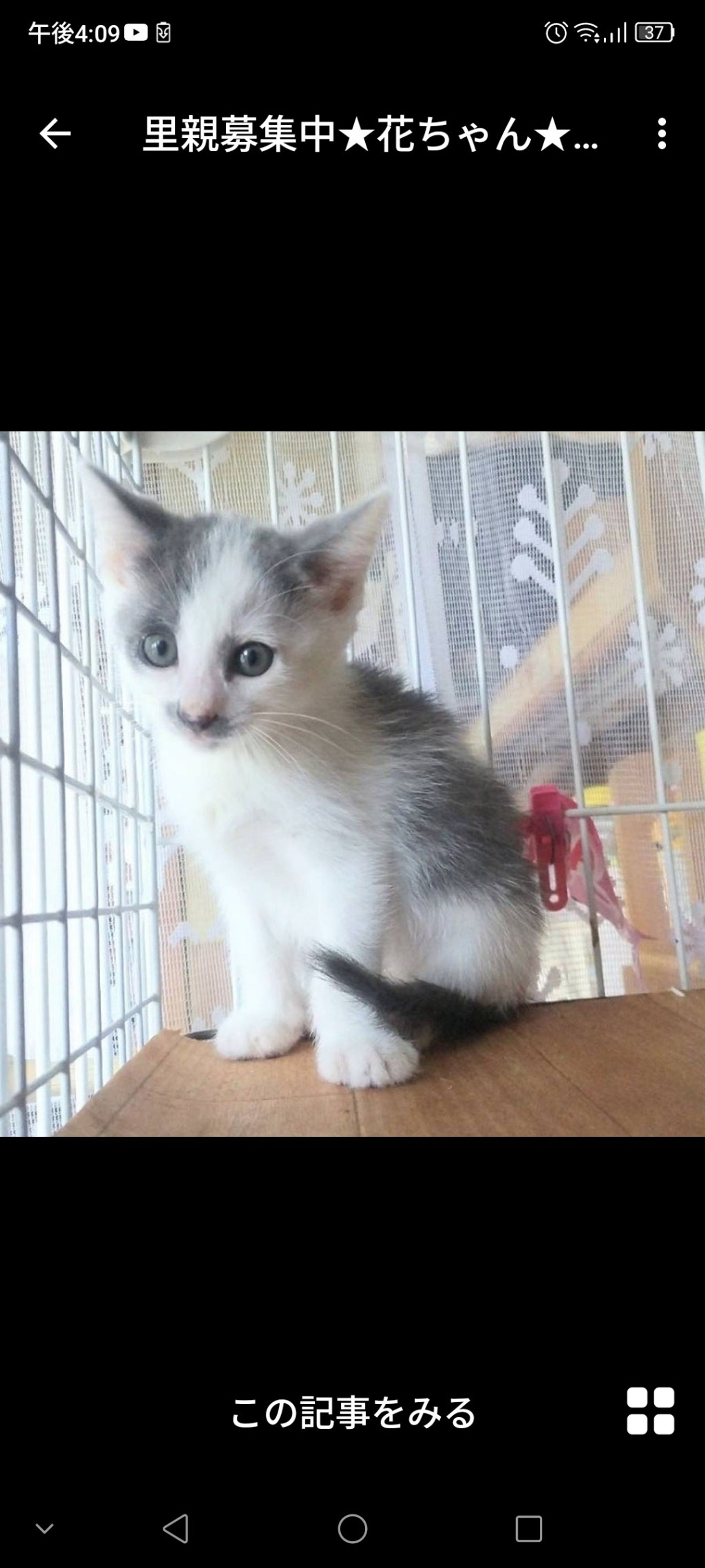 雑種（ミックス猫）・メスの里親募集の写真
