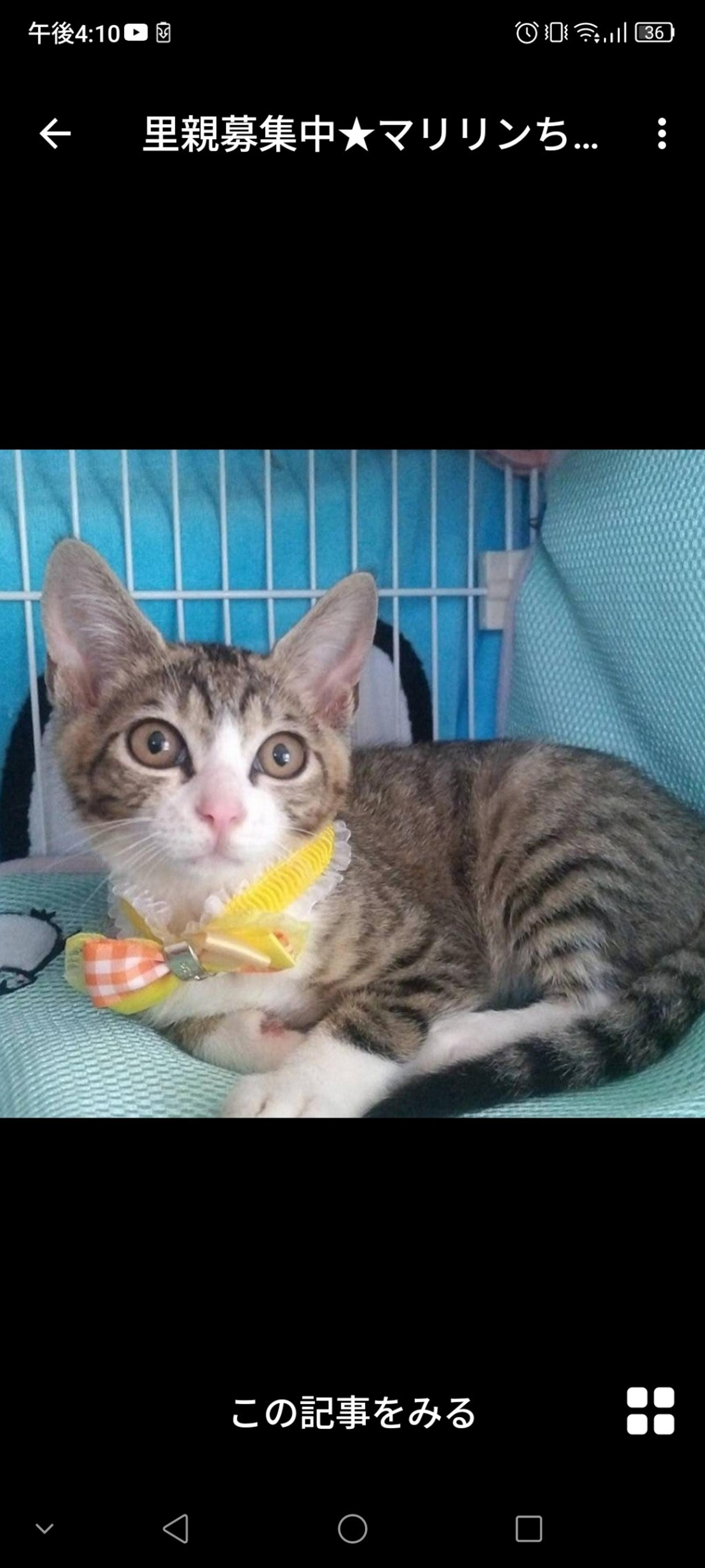 pet-image-2