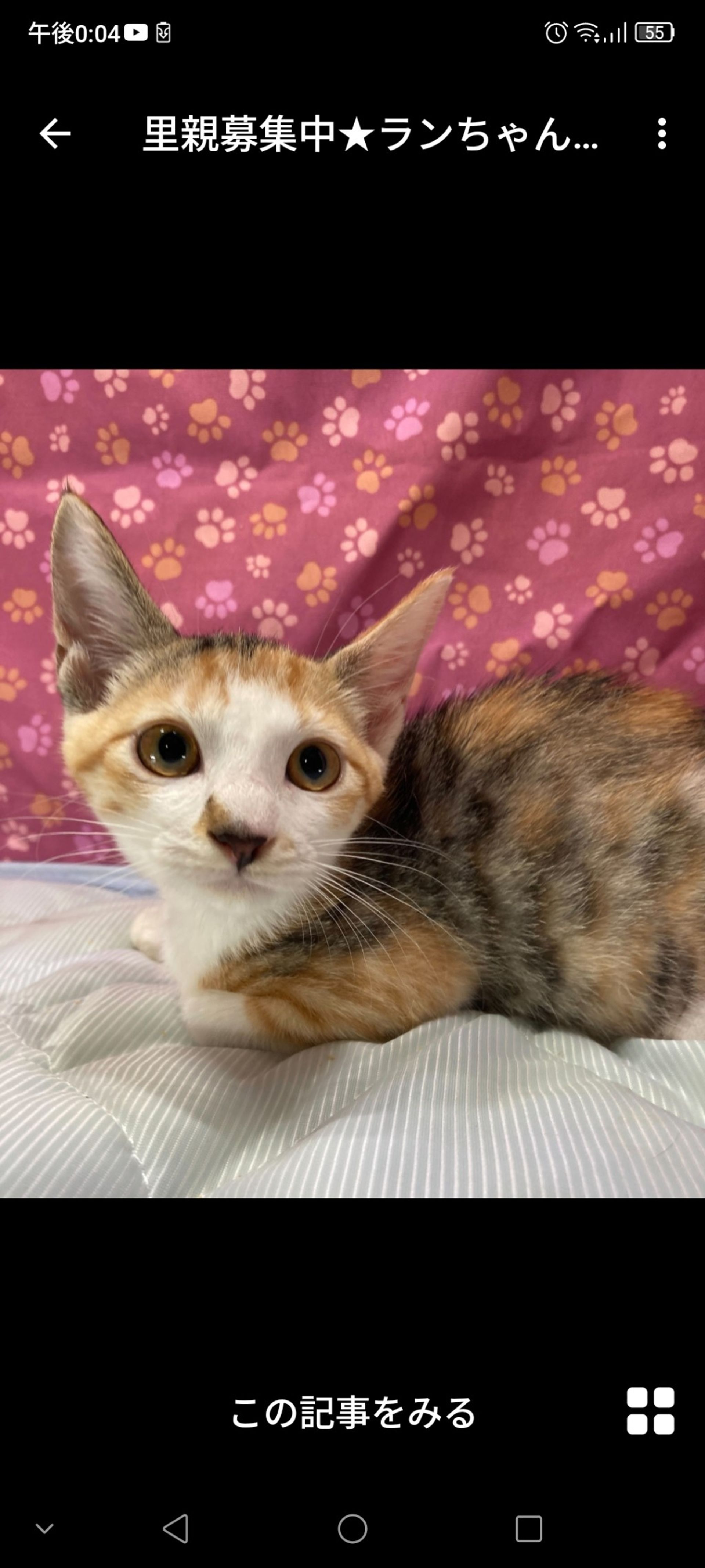 日本猫・メスの里親募集の写真