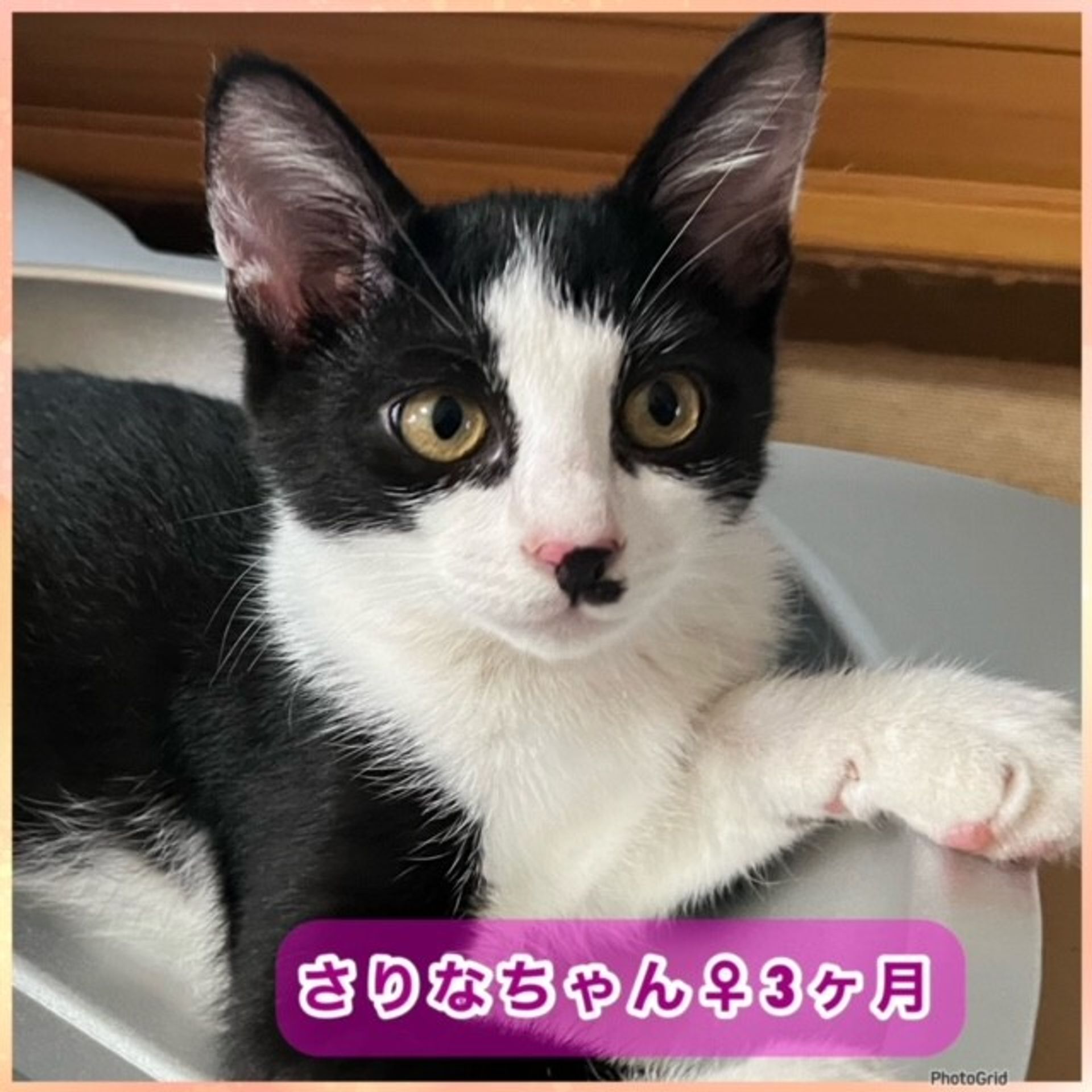 雑種（ミックス猫）・メスの里親募集の写真