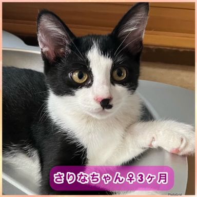 さりなの写真