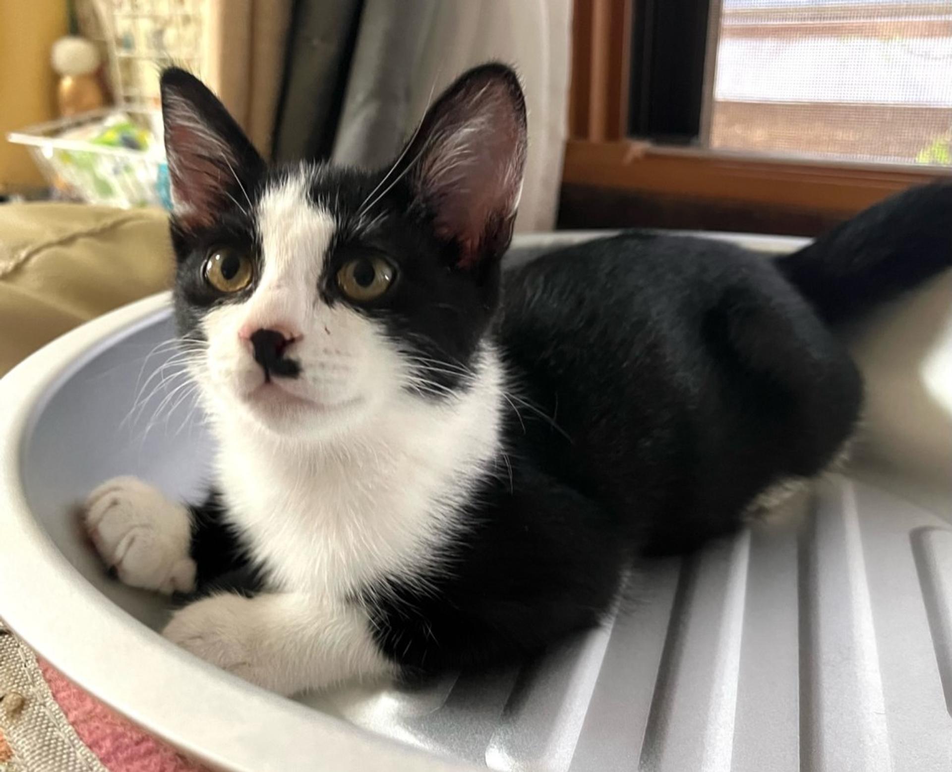 pet-image-3