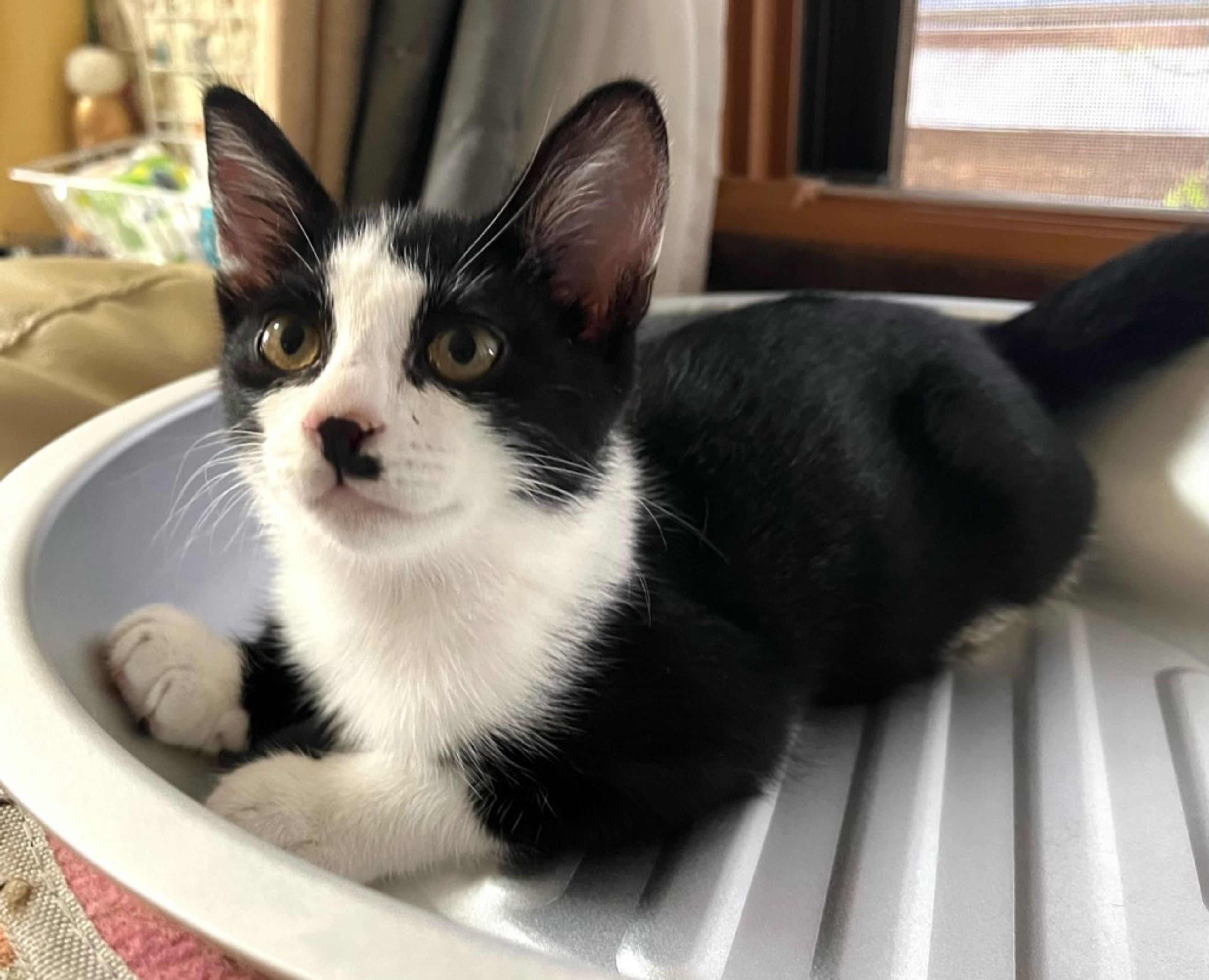 pet-image-3