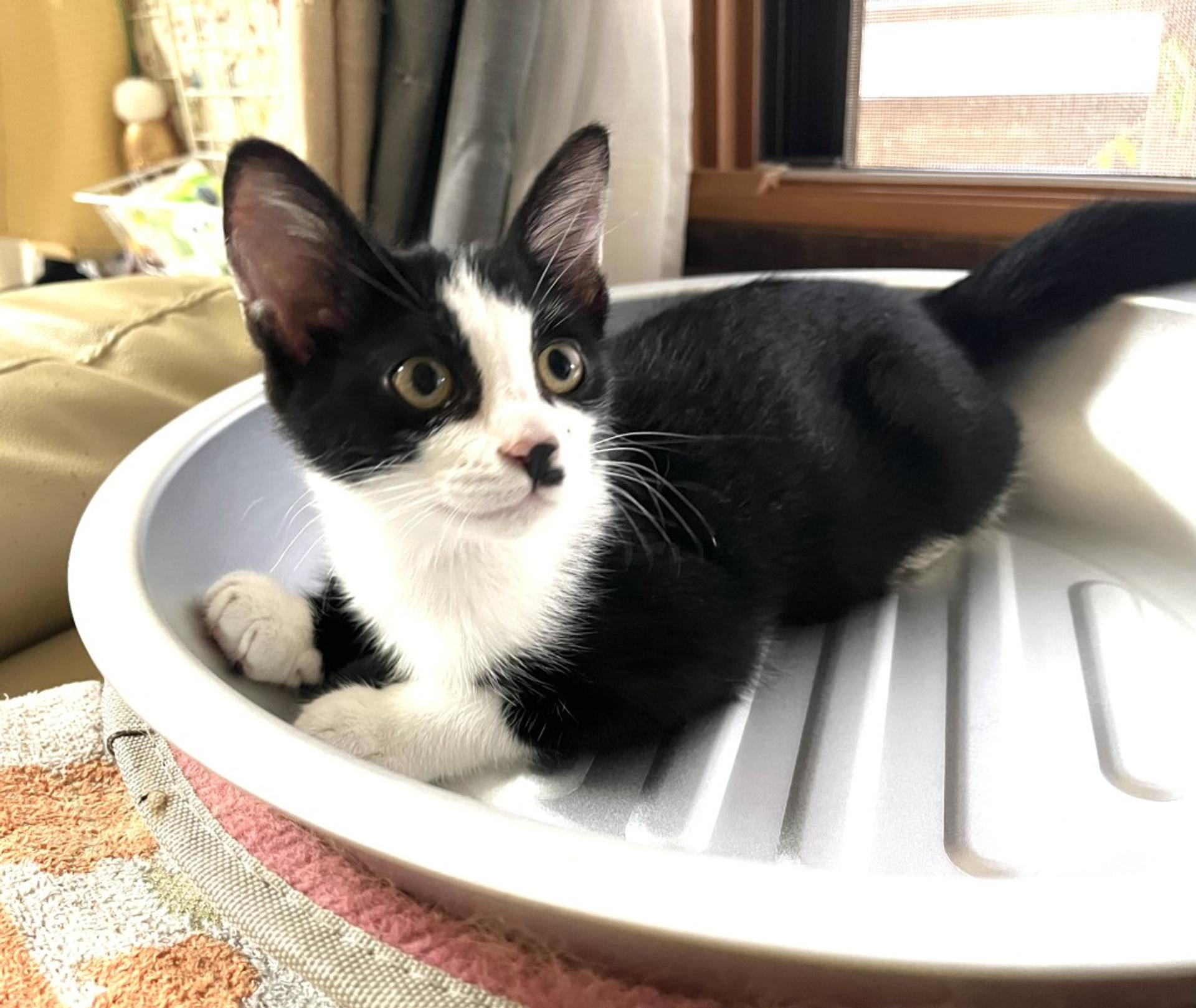 pet-image-4