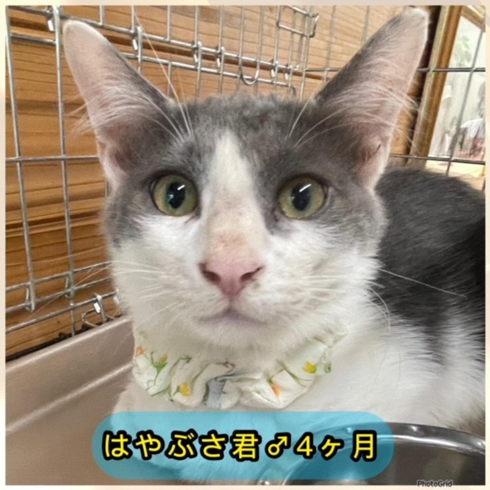pet-image-2