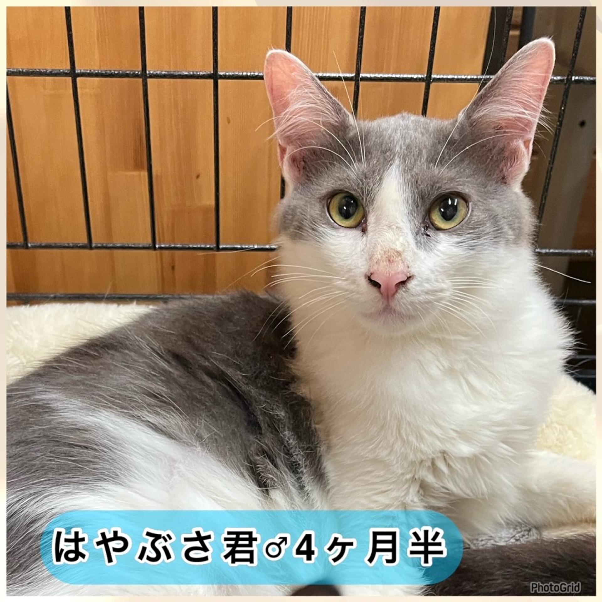 pet-image-5