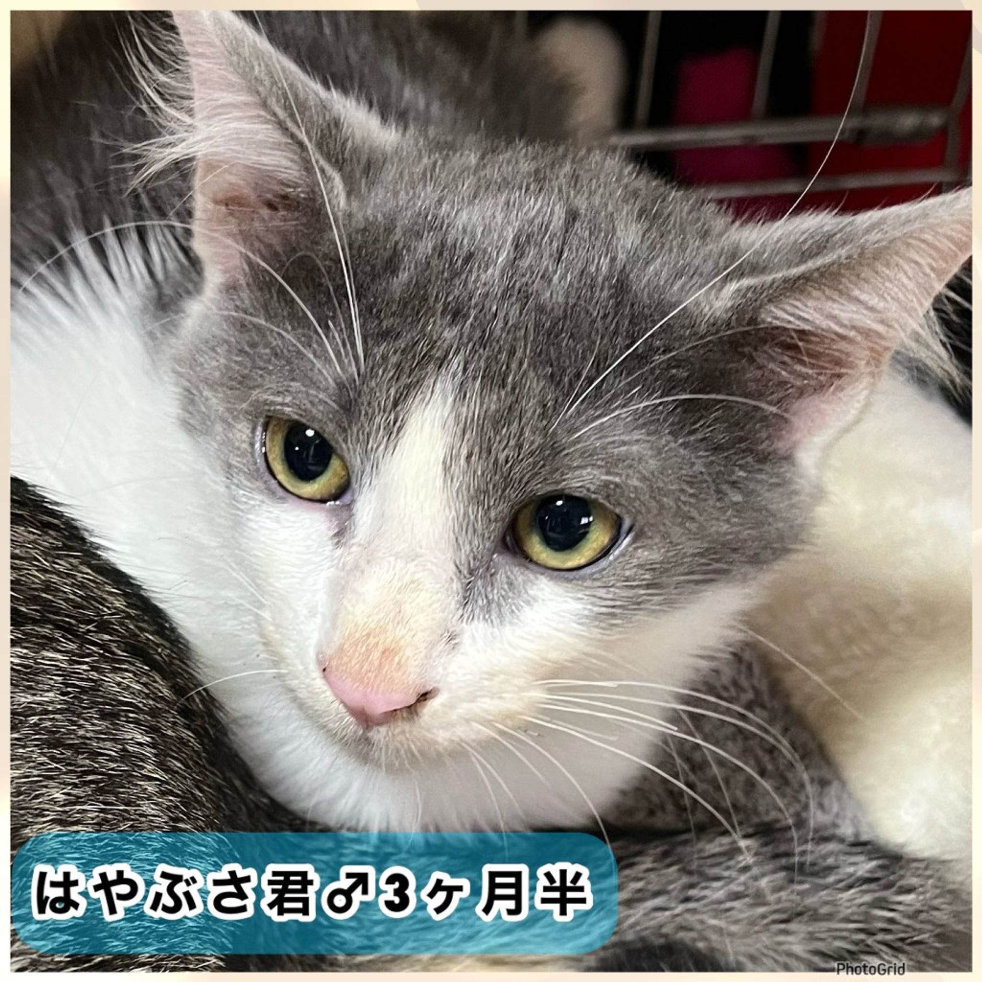 雑種（ミックス猫）・オスの里親募集の写真