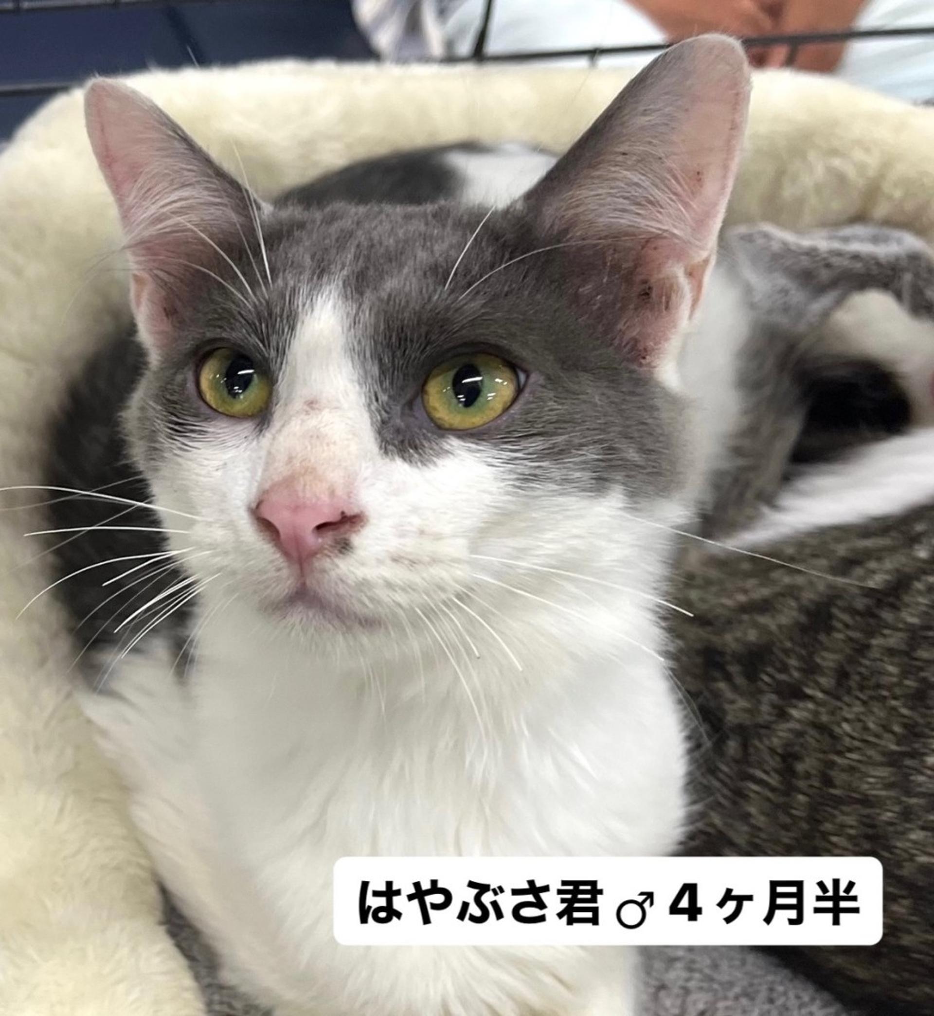 pet-image-3