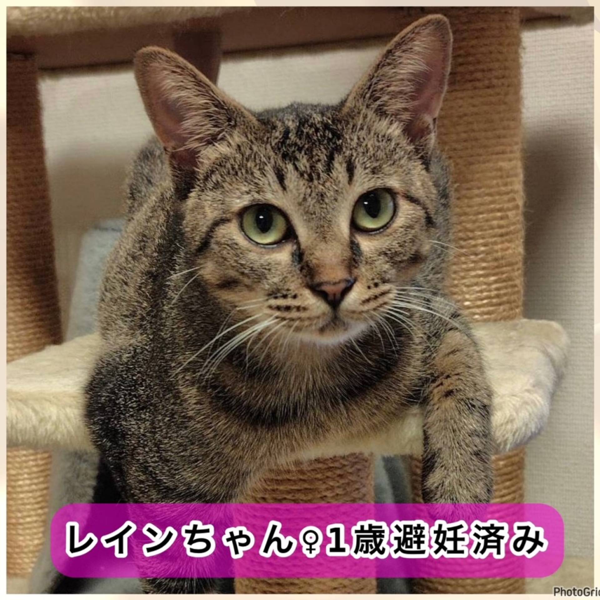 雑種（ミックス猫）・メスの里親募集の写真