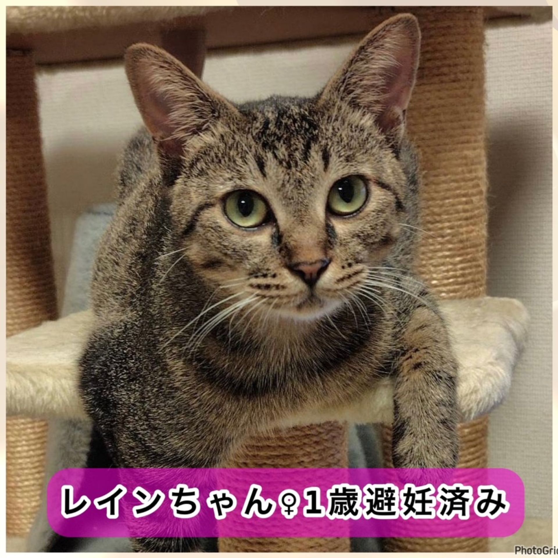 雑種（ミックス猫）・メスの里親募集の写真
