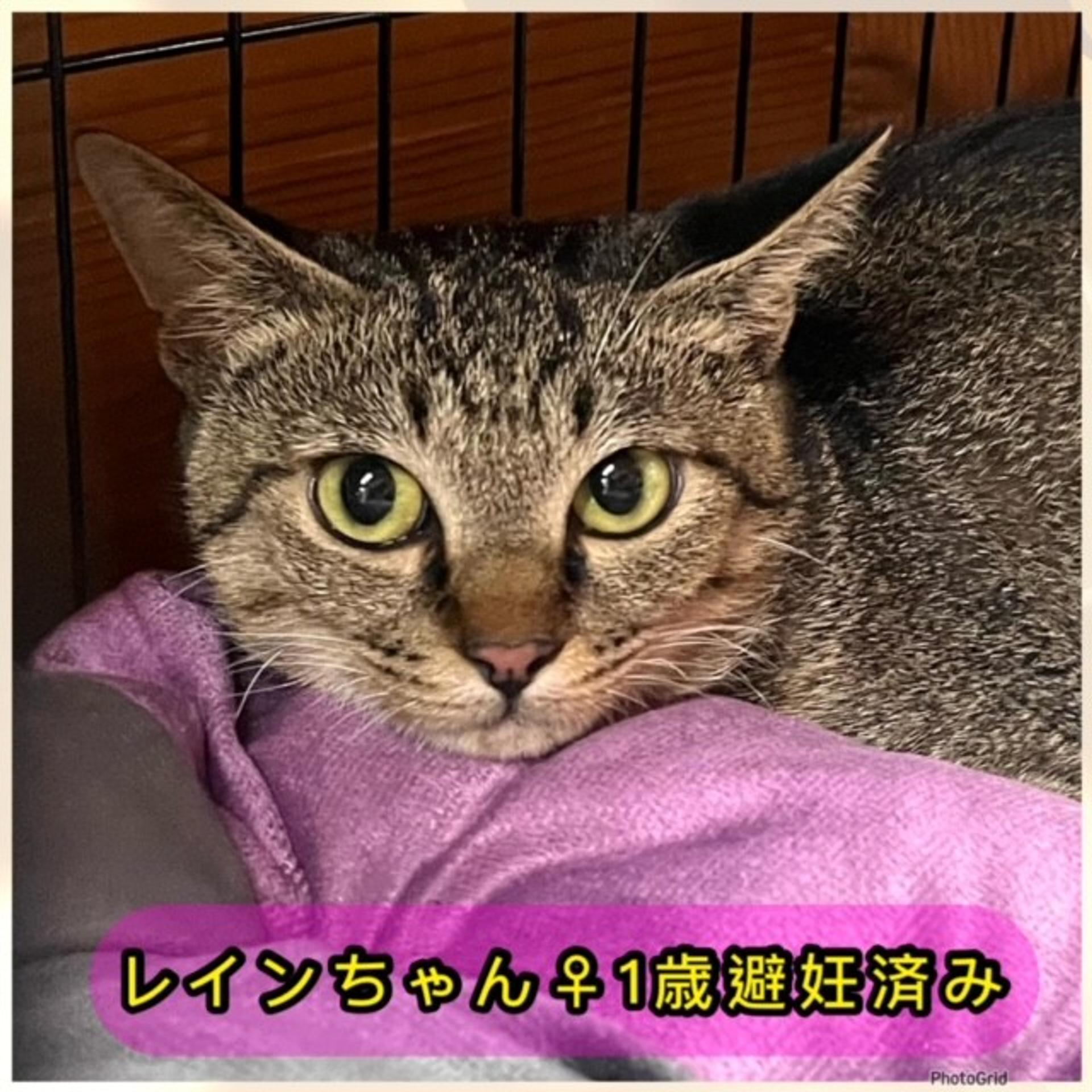 pet-image-2