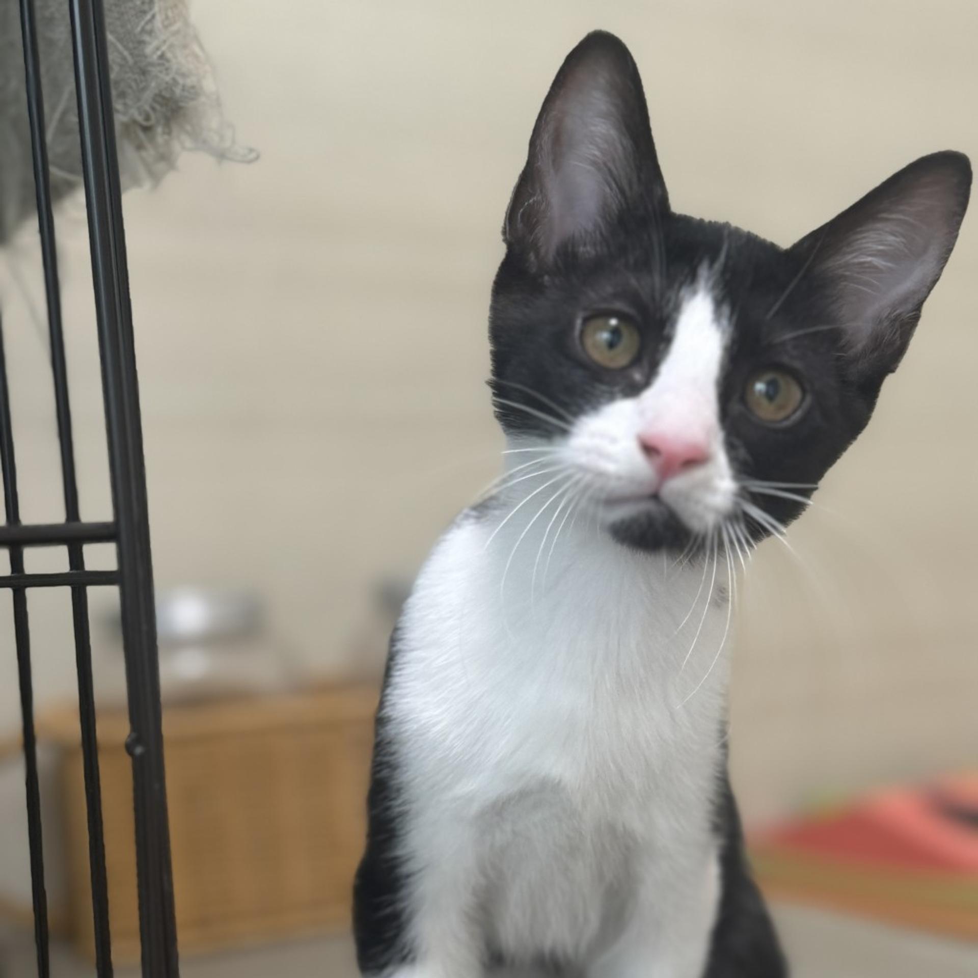 pet-image-7