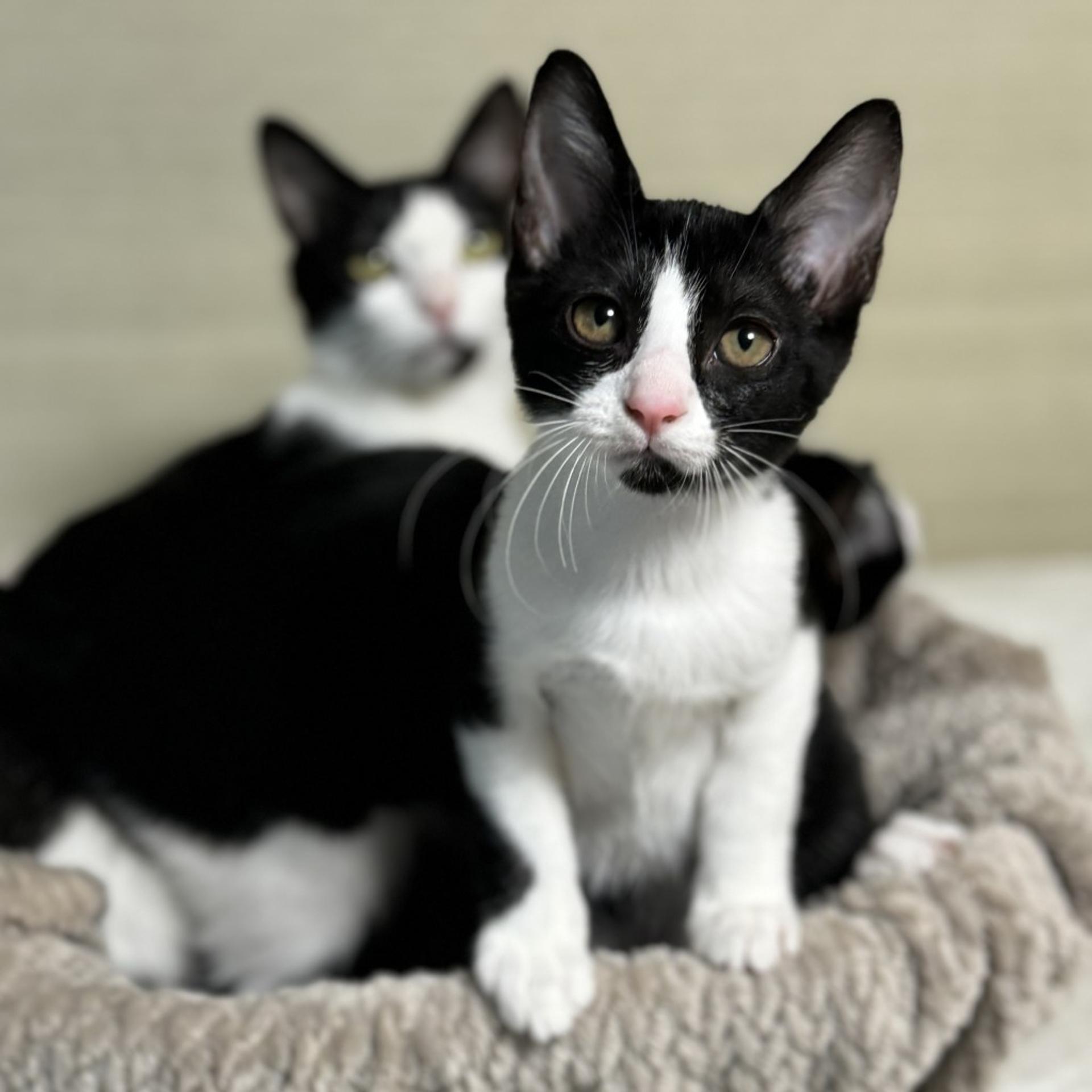 pet-image-5