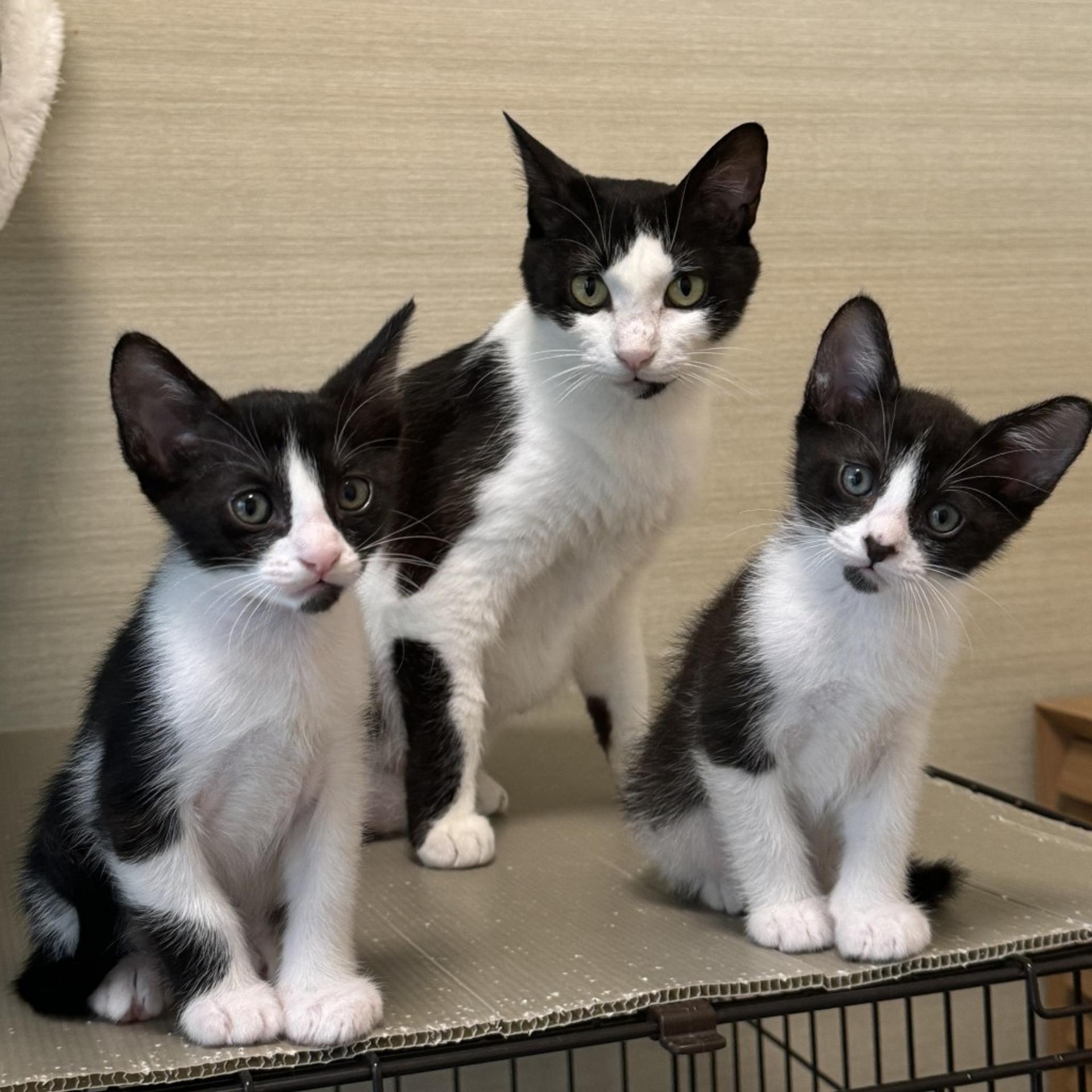 pet-image-9