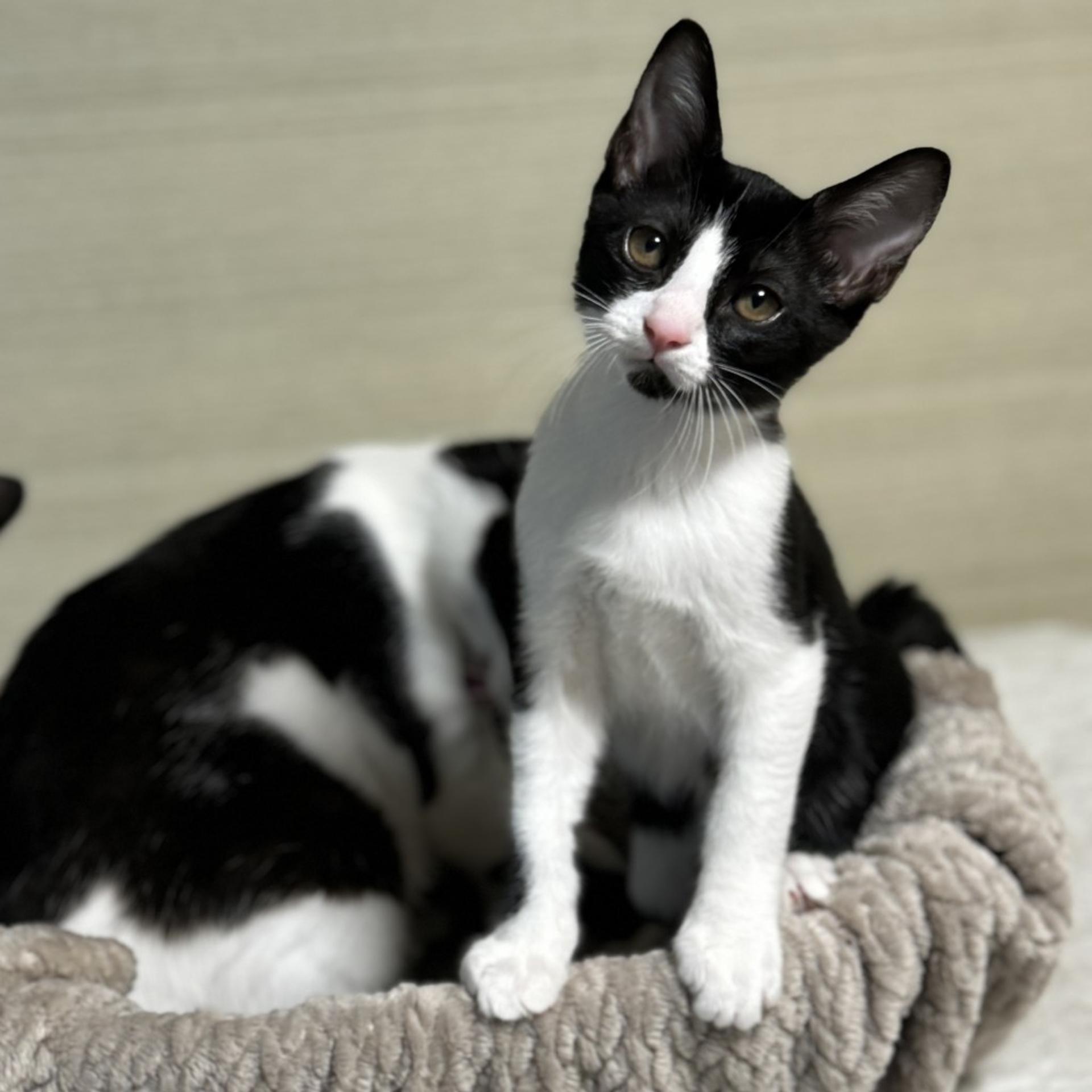 pet-image-6