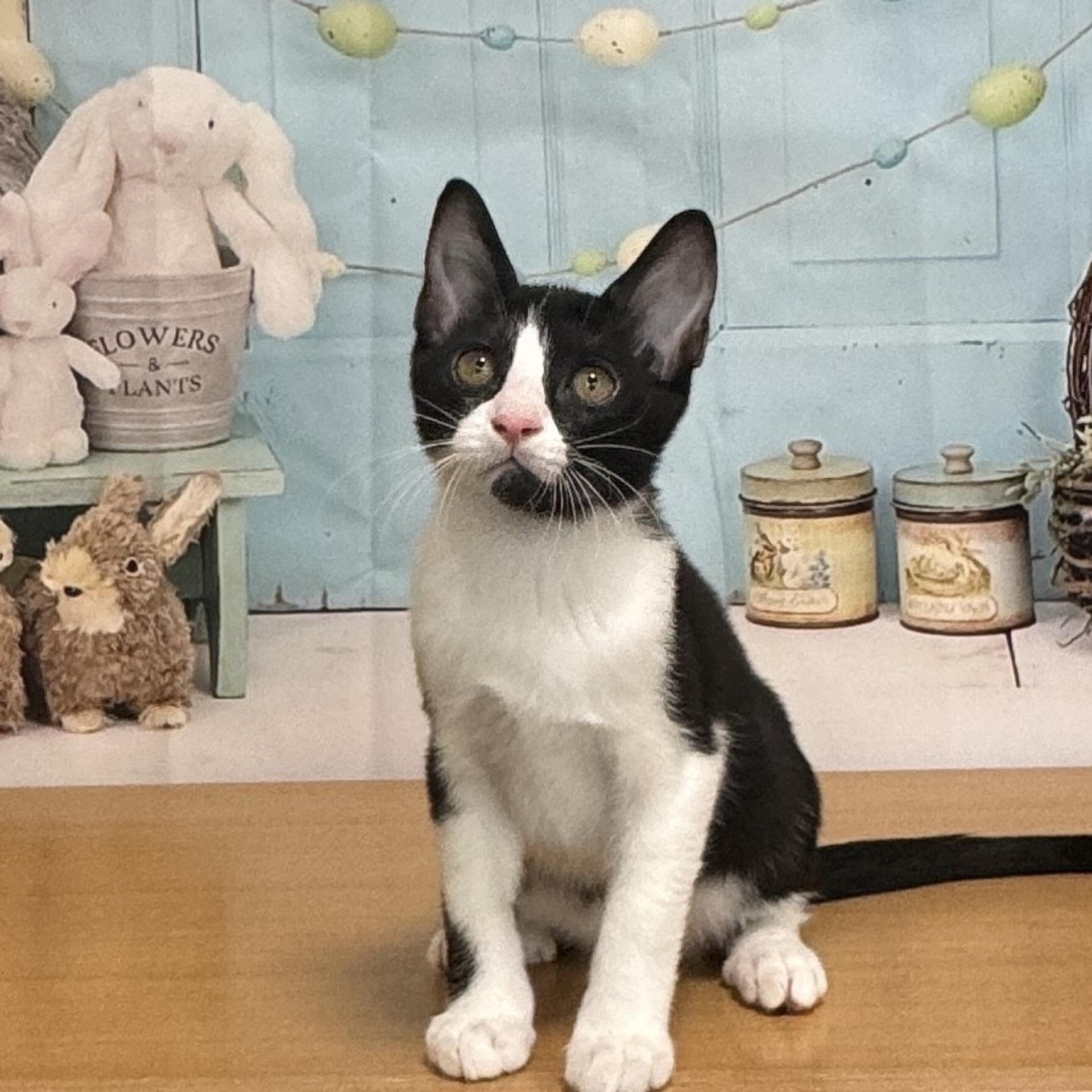 pet-image-3