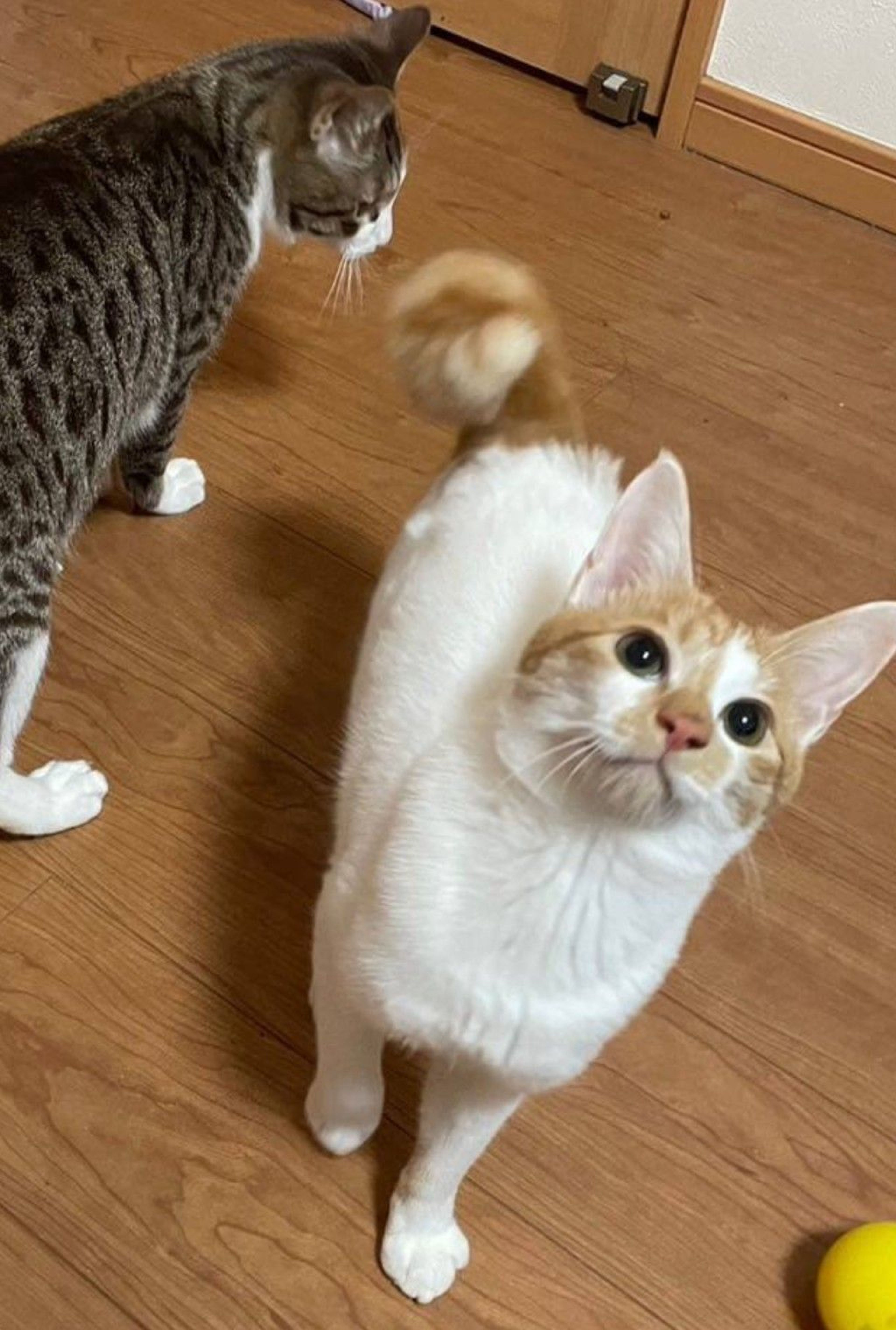 雑種（ミックス猫）・オスの里親募集の写真