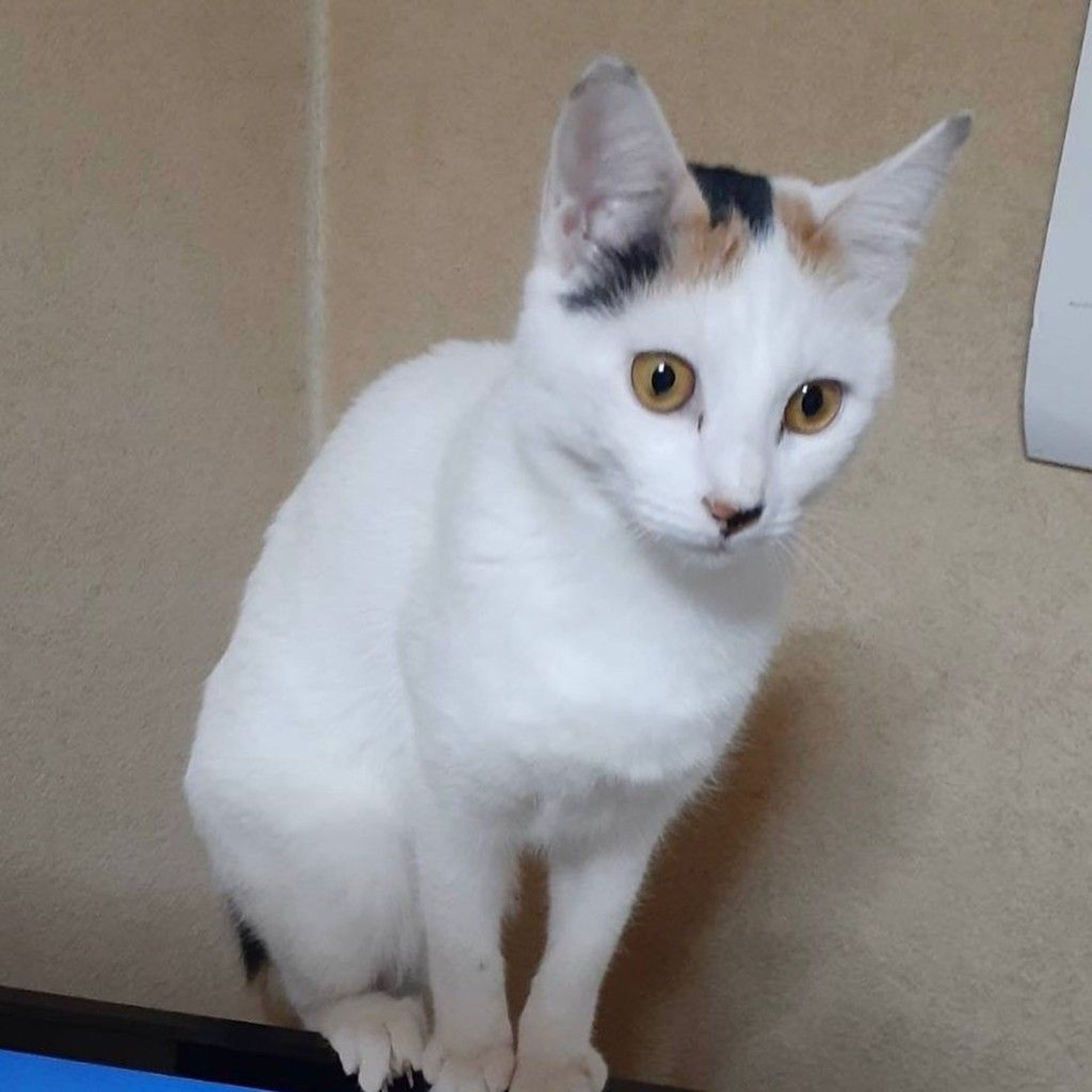 雑種（ミックス猫）・メスの里親募集の写真