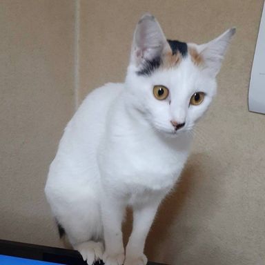 雑種（ミックス猫）・メスの里親募集の写真