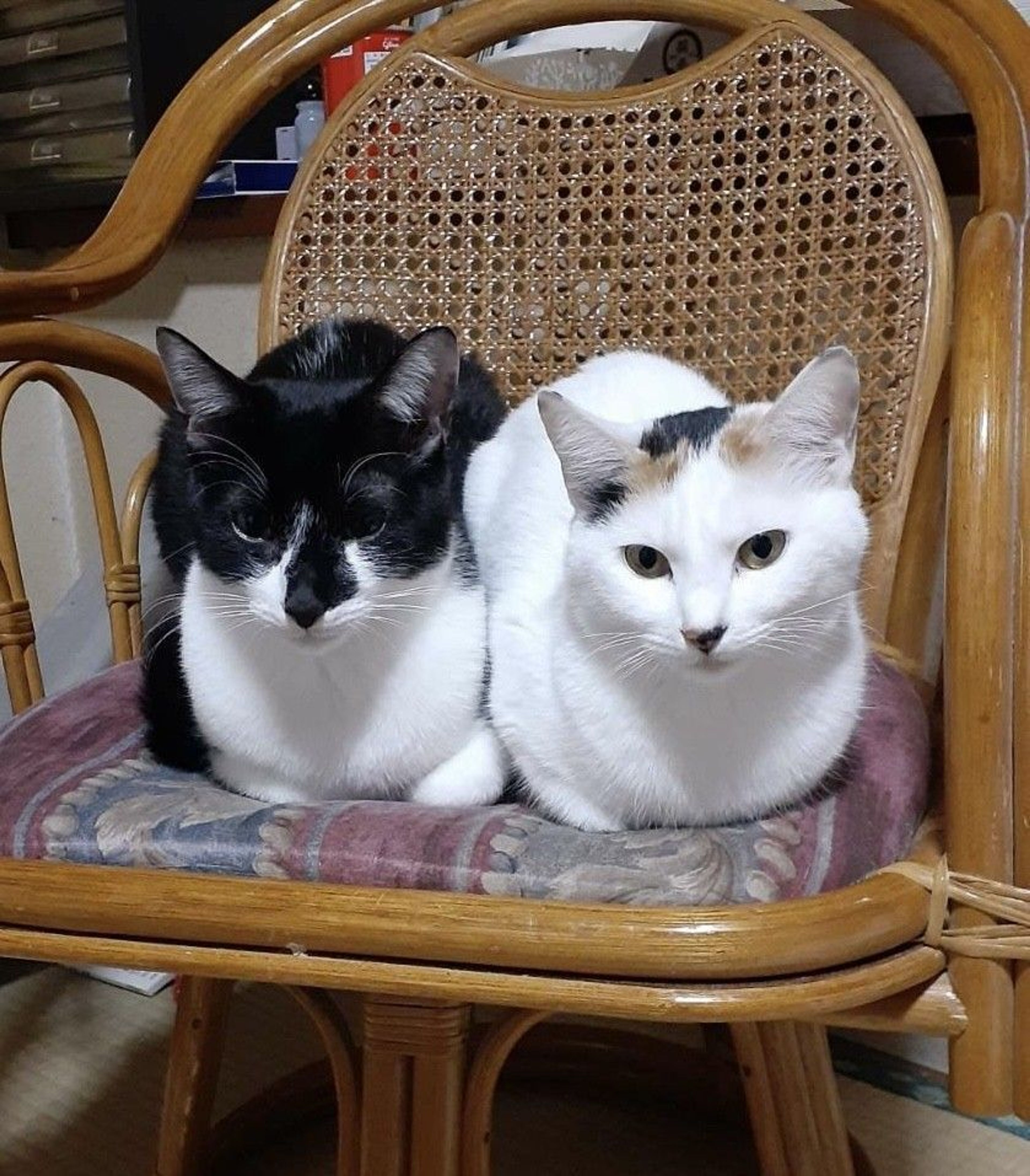 雑種（ミックス猫）・メスの里親募集の写真