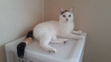 雑種（ミックス猫）・メスの里親募集の写真