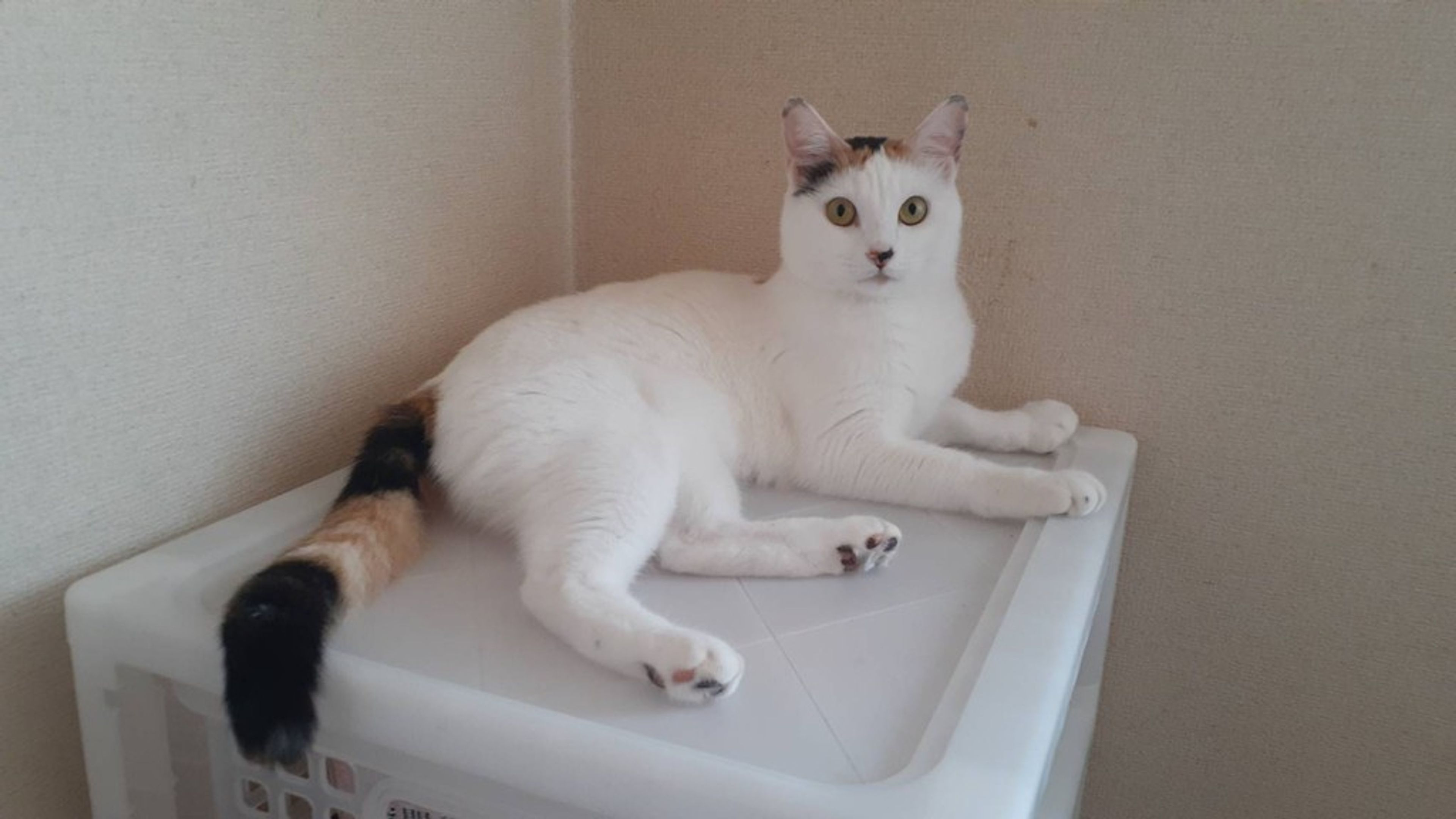 雑種（ミックス猫）・メスの里親募集の写真