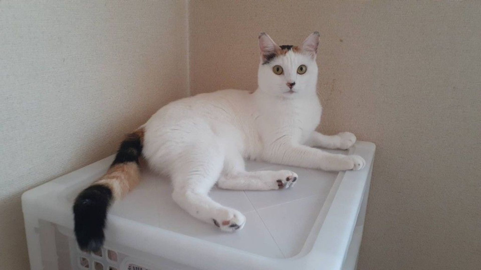 雑種（ミックス猫）・メスの里親募集の写真