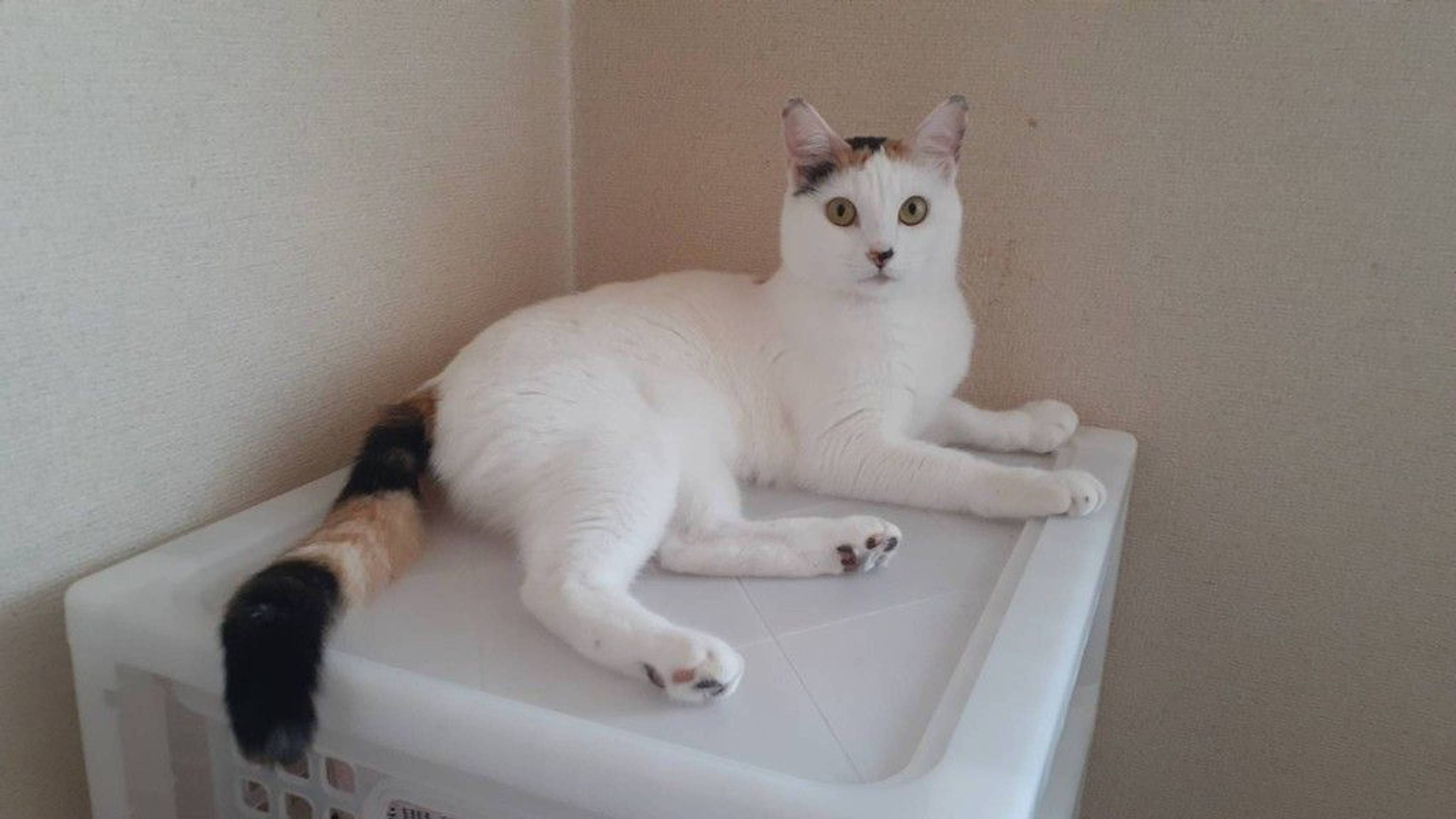 雑種（ミックス猫）・メスの里親募集の写真