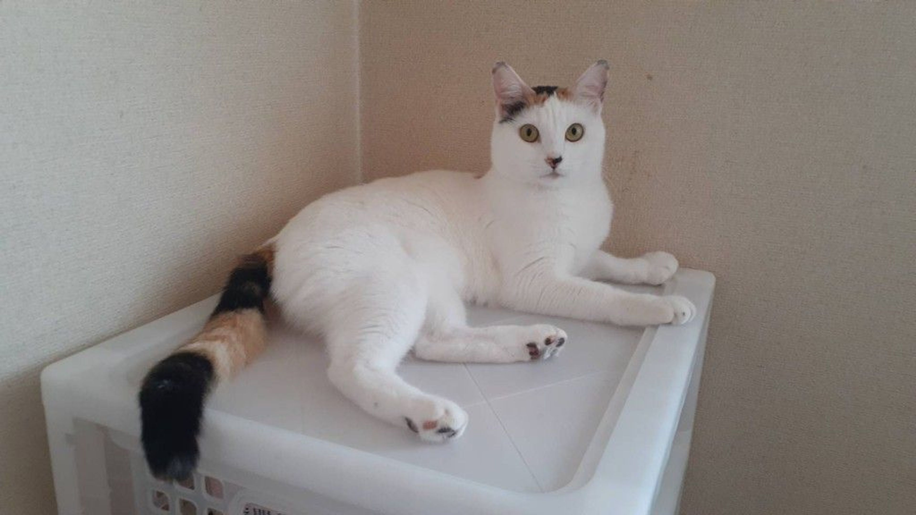 雑種（ミックス猫）・メスの里親募集の写真