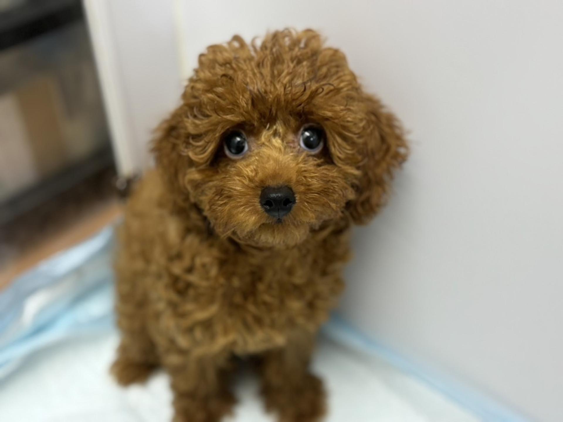 pet-image-2