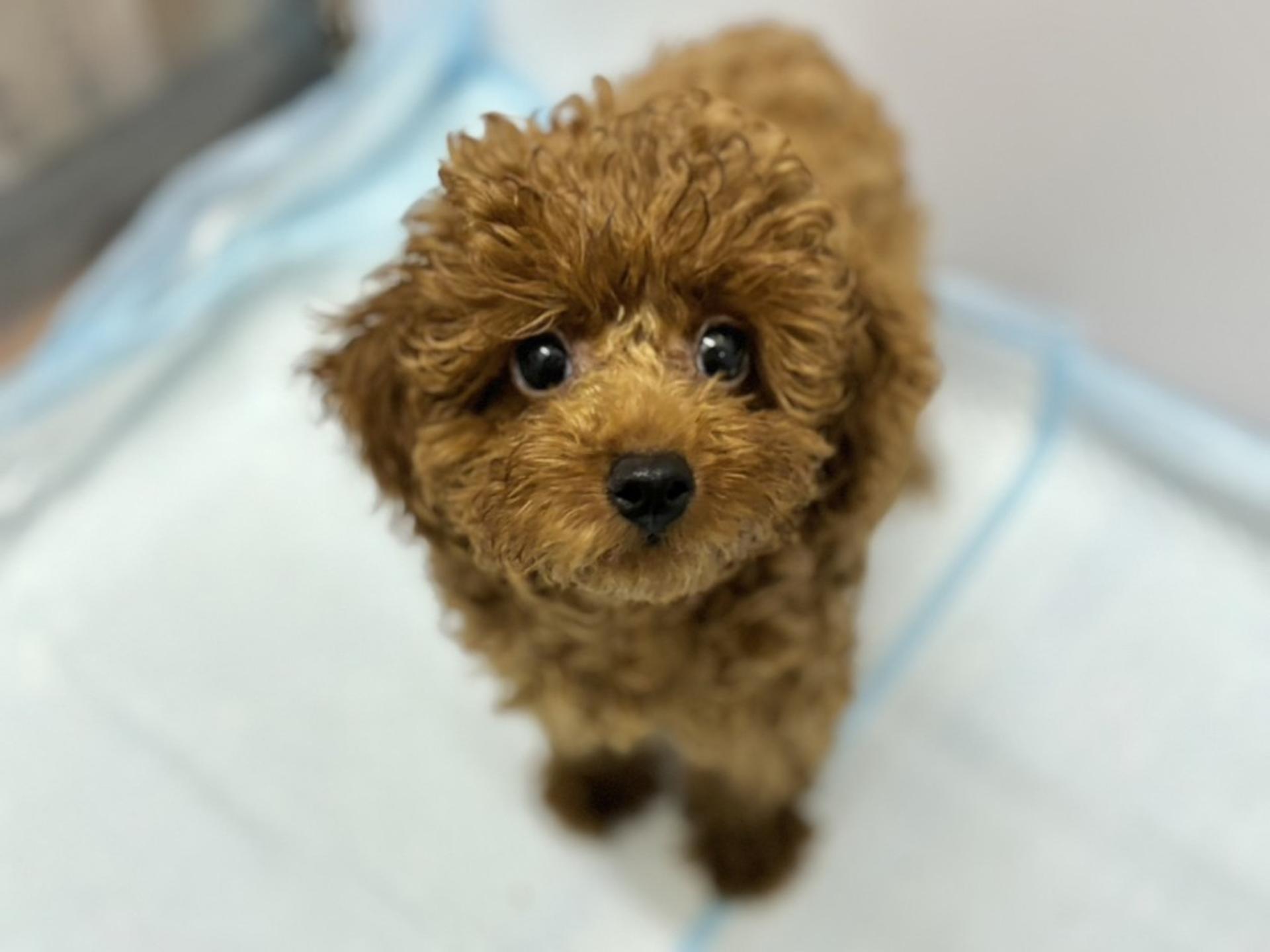 pet-image-3